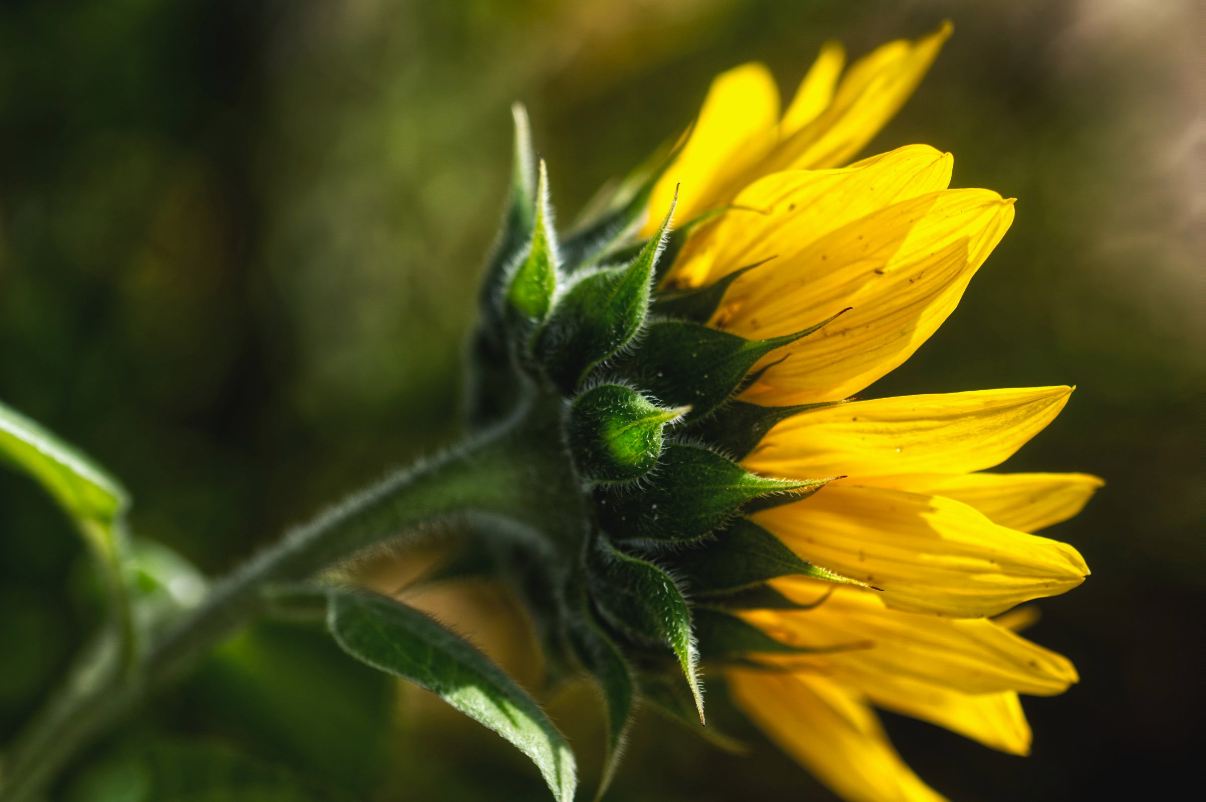 der Sonne entgegen