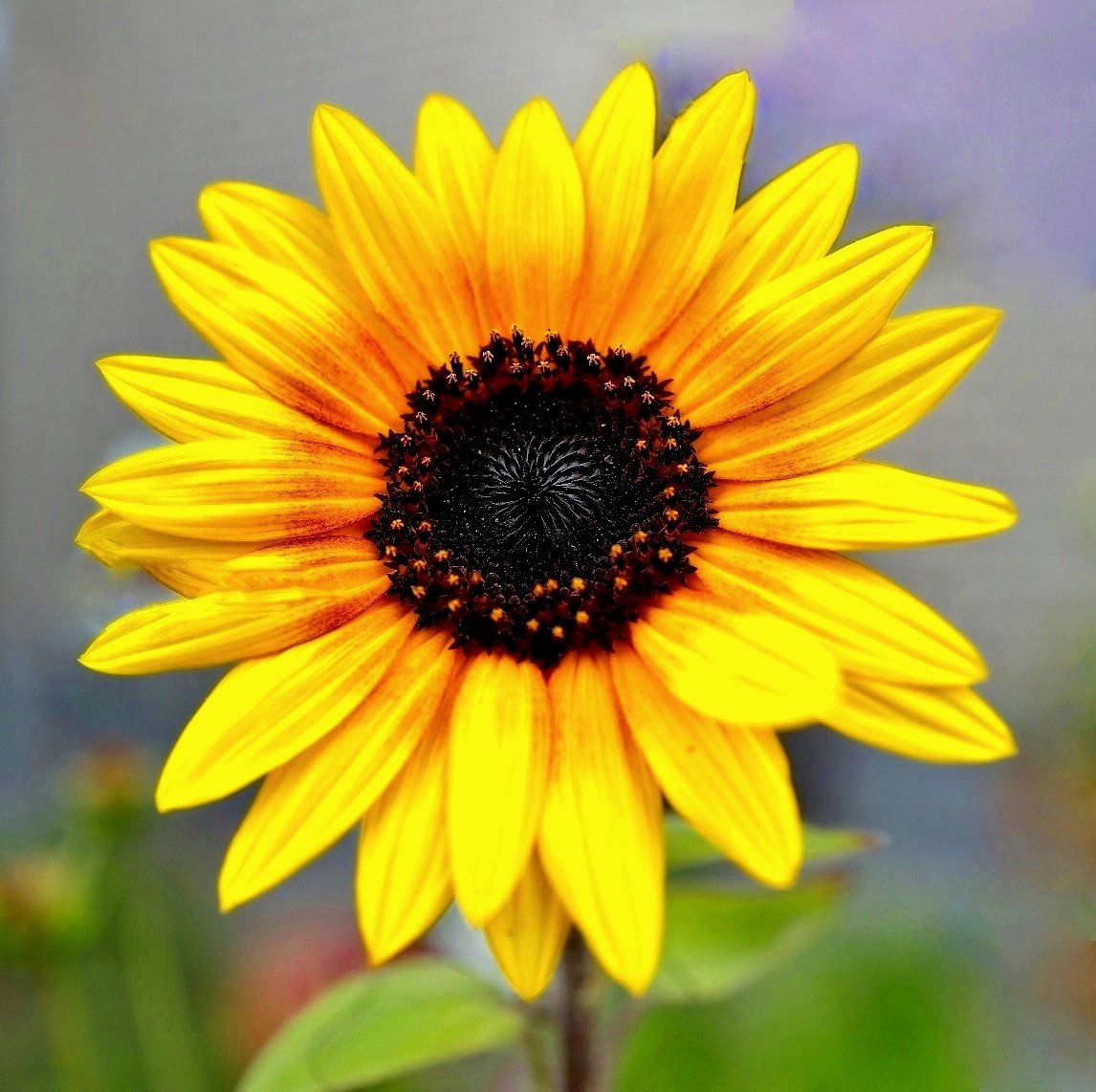 Der Sonne zugewandt