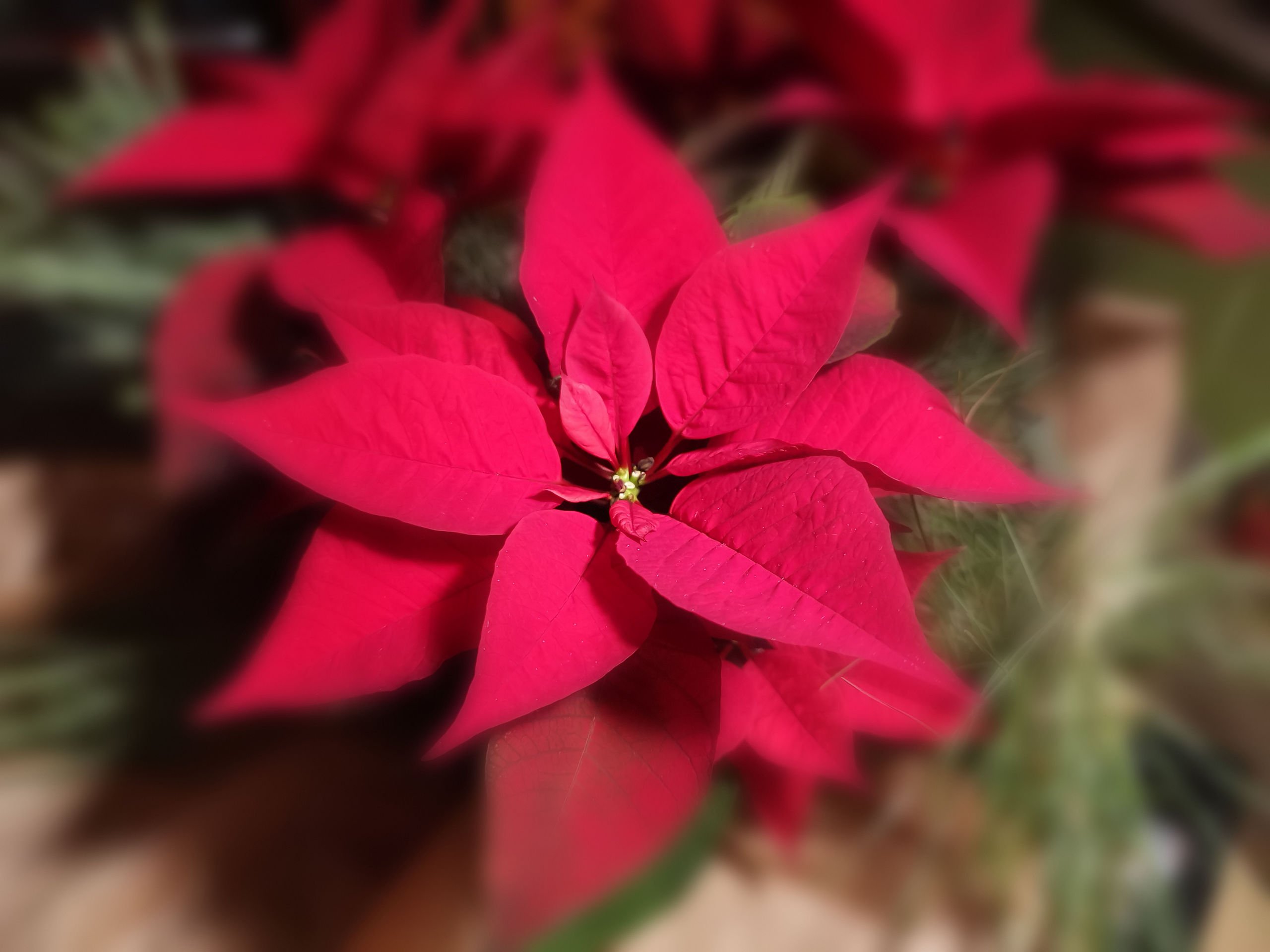 Der Stern der Jahreszeit