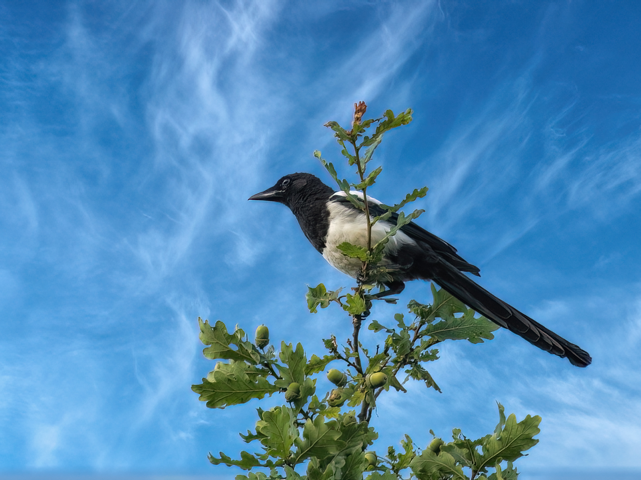 Der Wächter