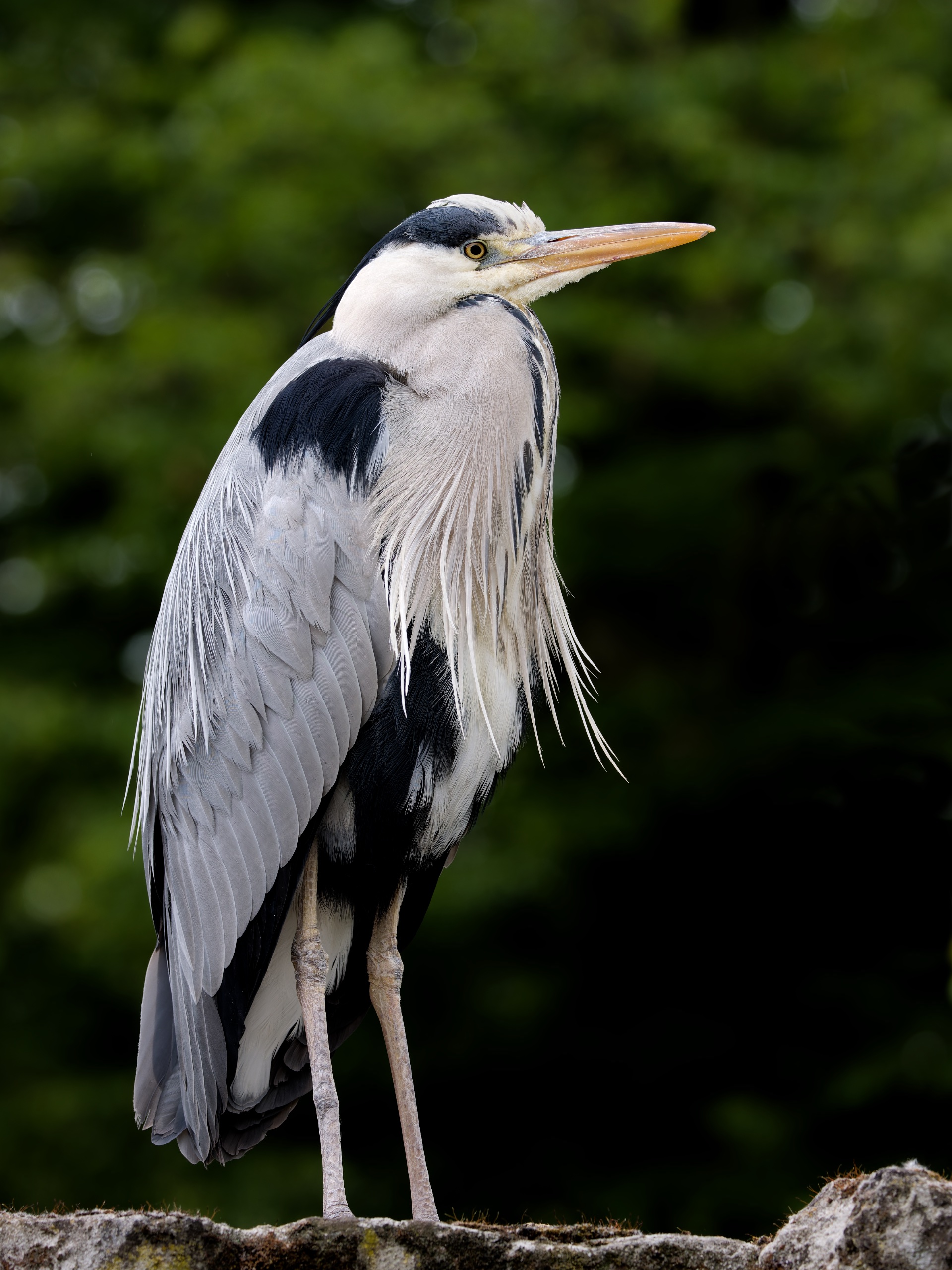 Der Wächter