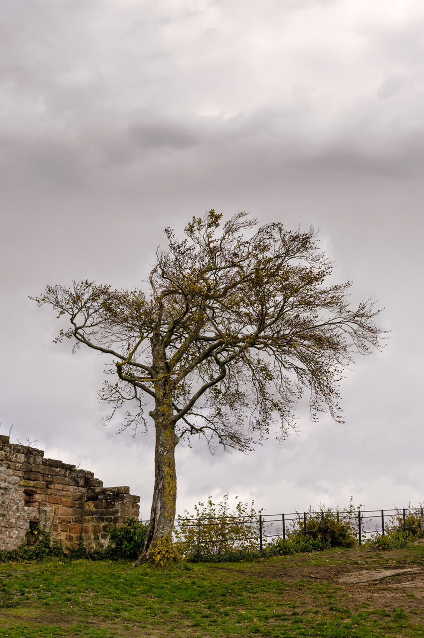 Der Wächterbaum