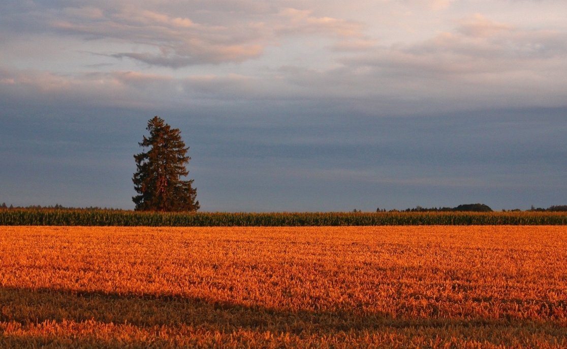Die Abendsonne und der Baum