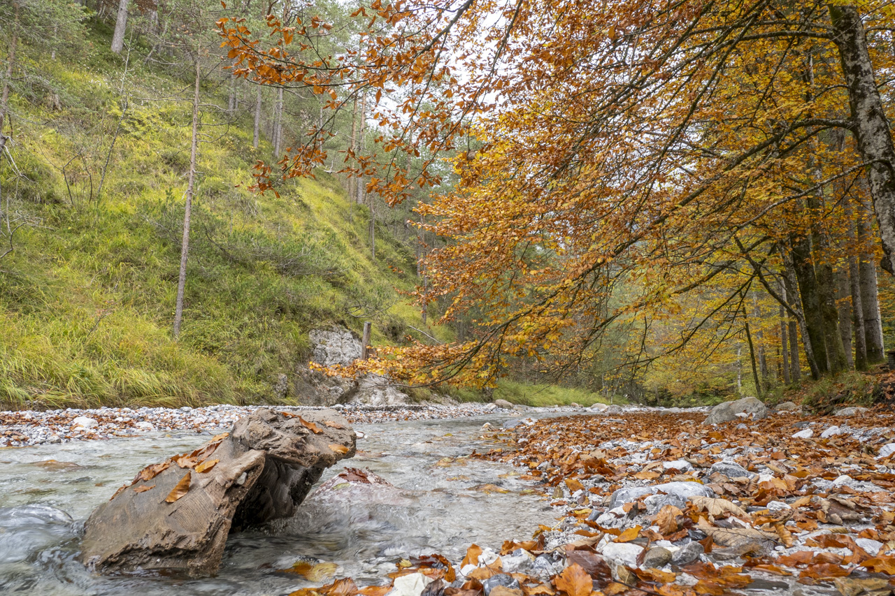 Die alte Buche