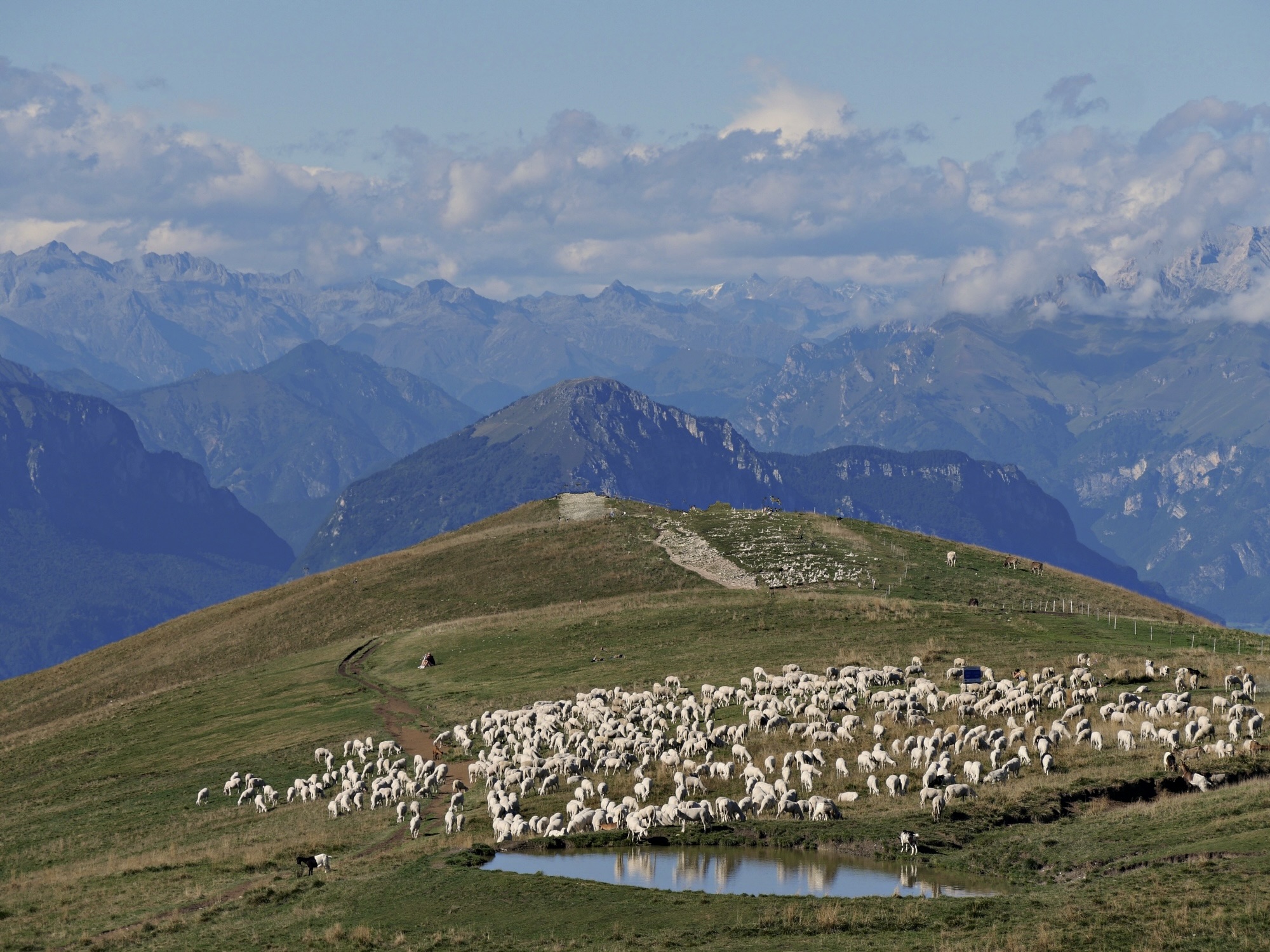 ... die Berg(wiesen)retter