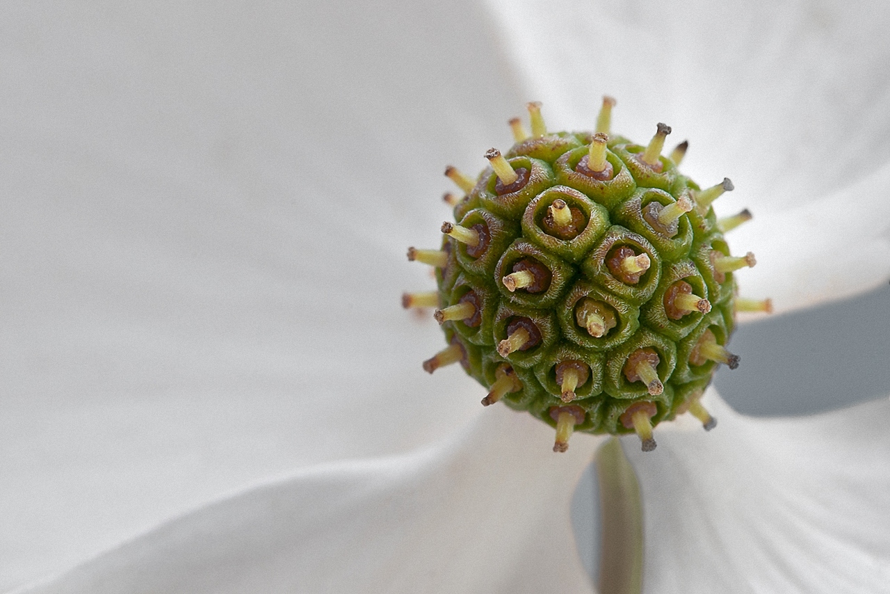 Die Blüte des Hartriegels im Maßstab 1:1