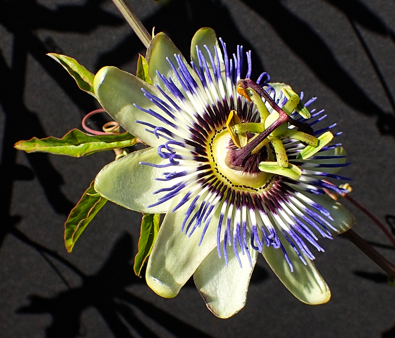 Die Blüte einer Passiflora