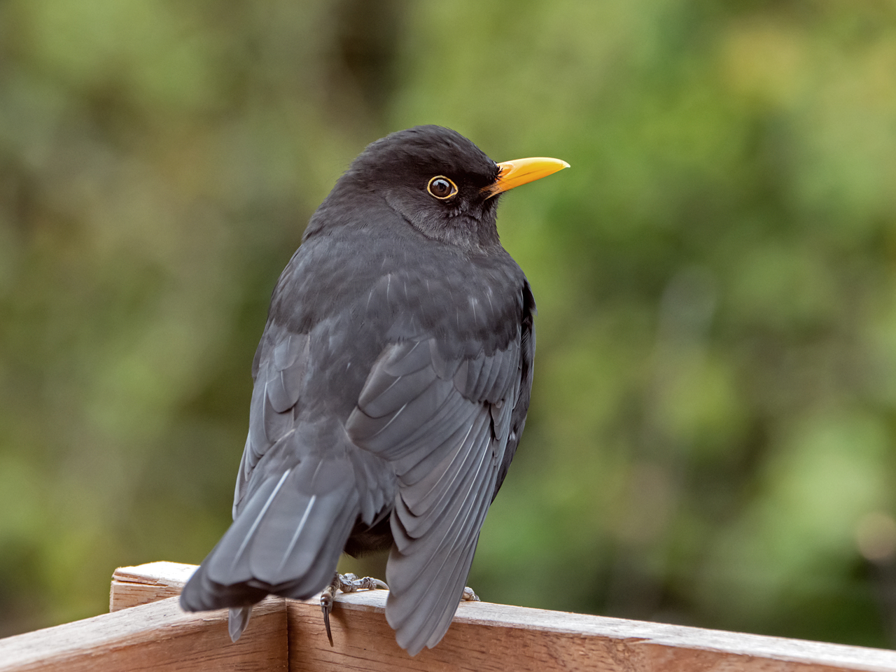 Die chillende Amsel