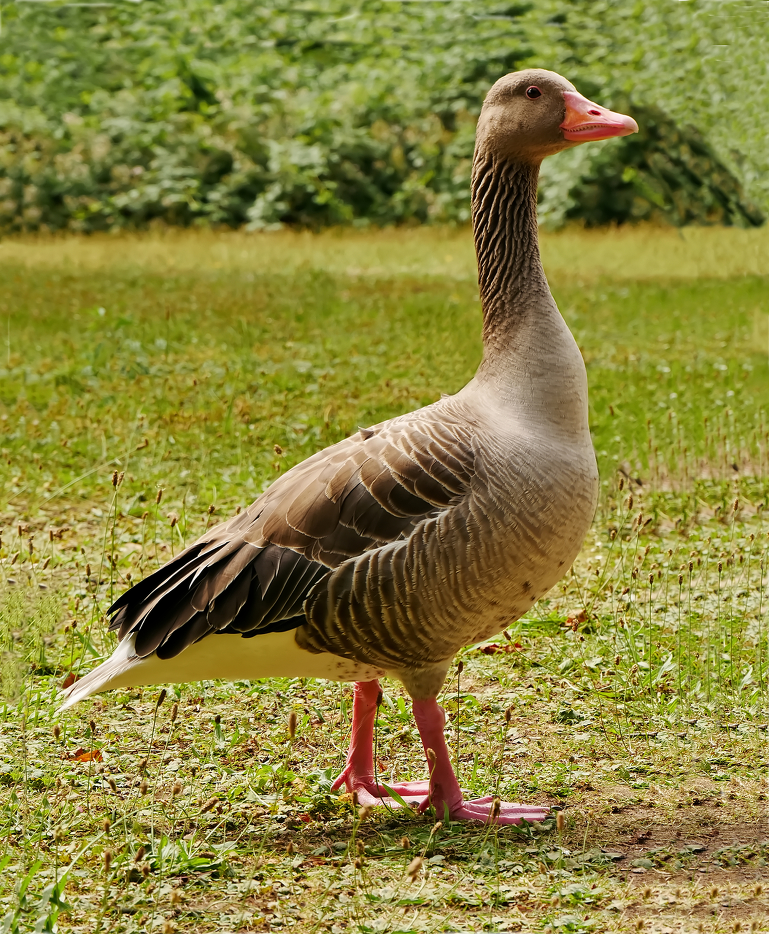 Die Einheimische 2