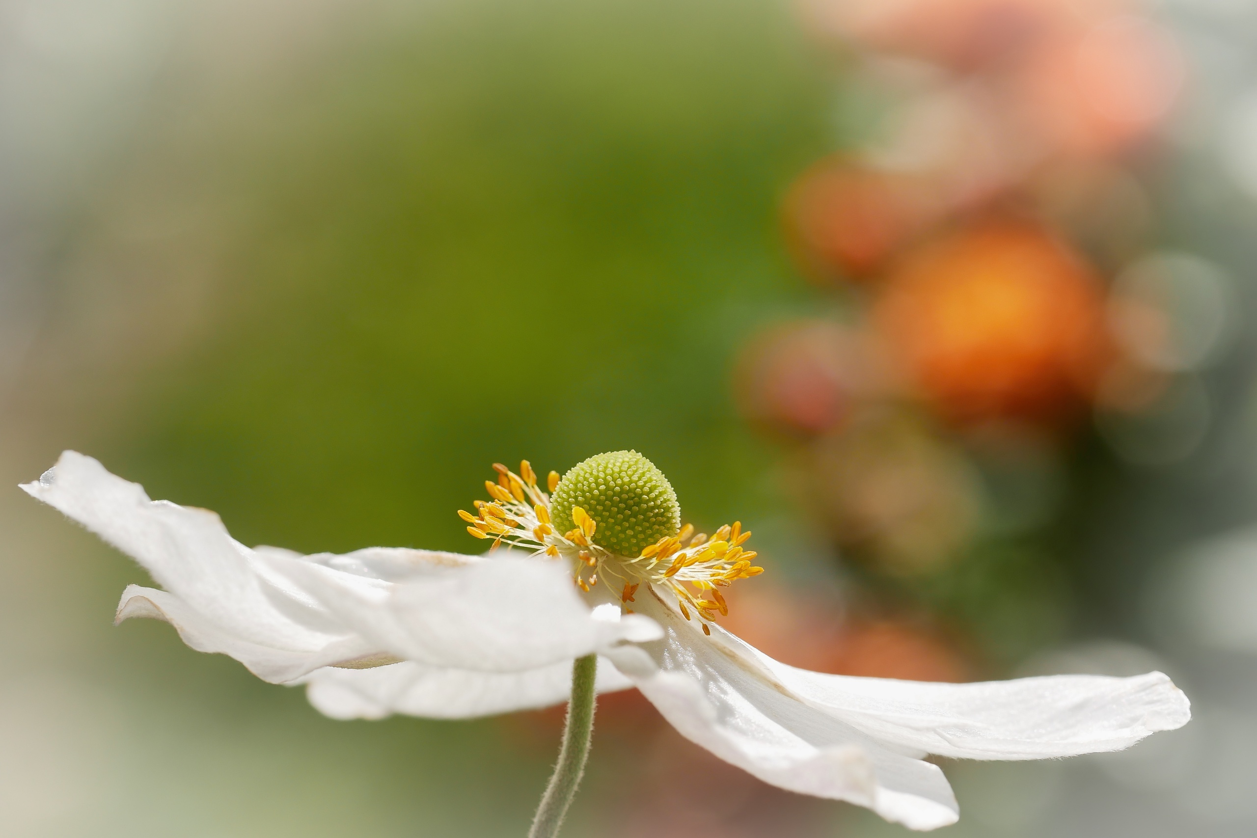 Die ersten Herbstboten