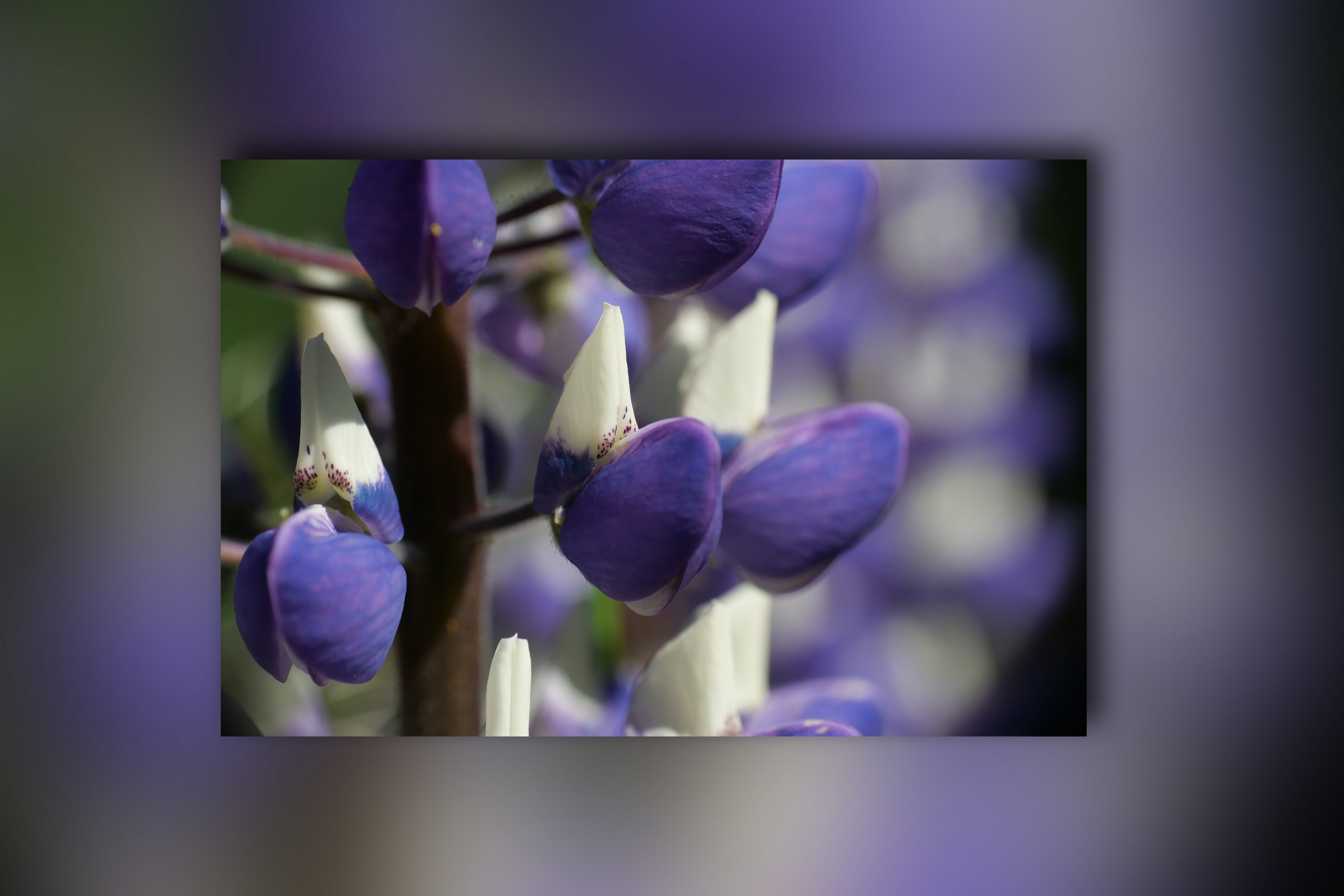 Die Farbe Lila