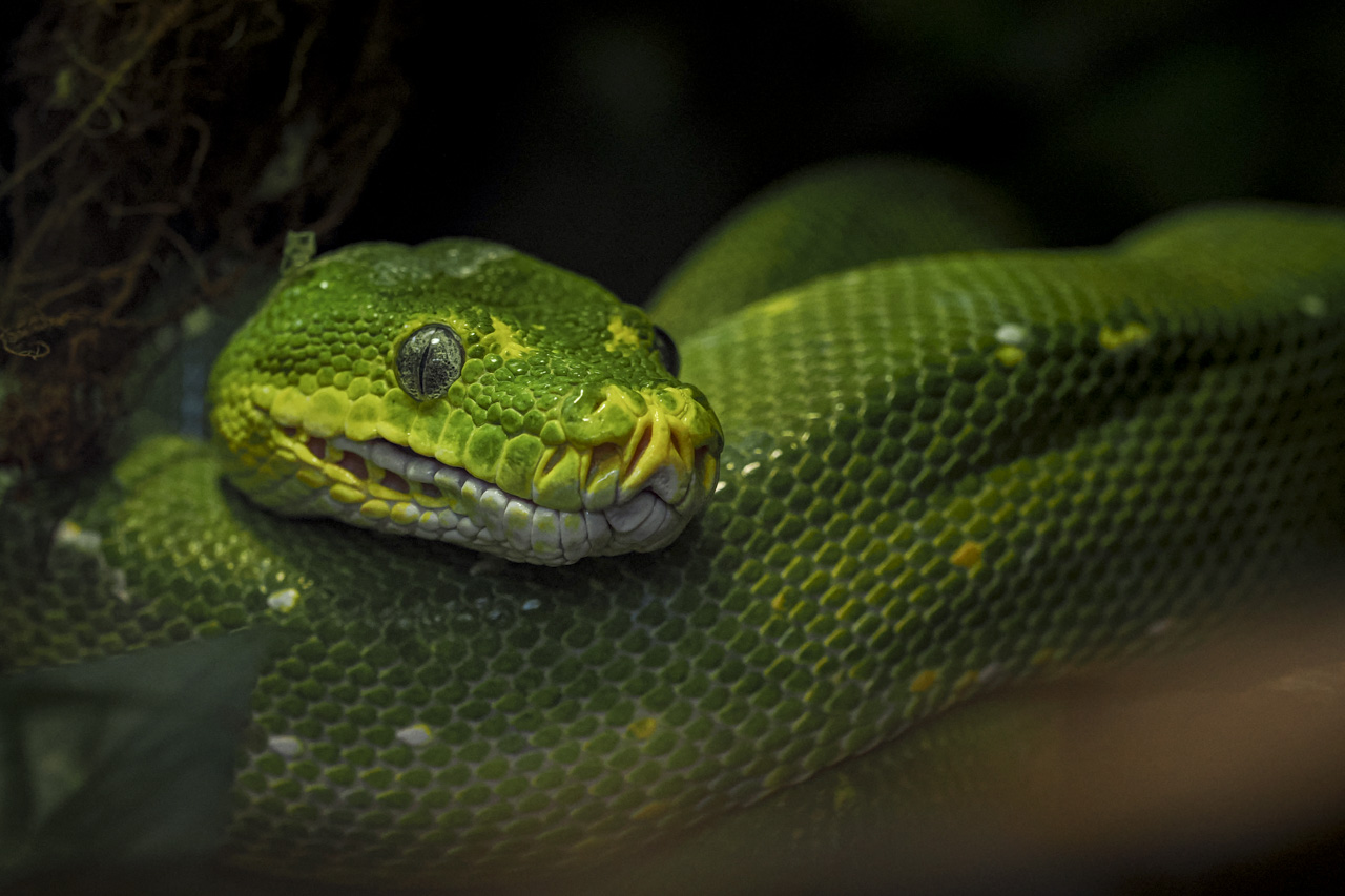 Die grüne Mamba