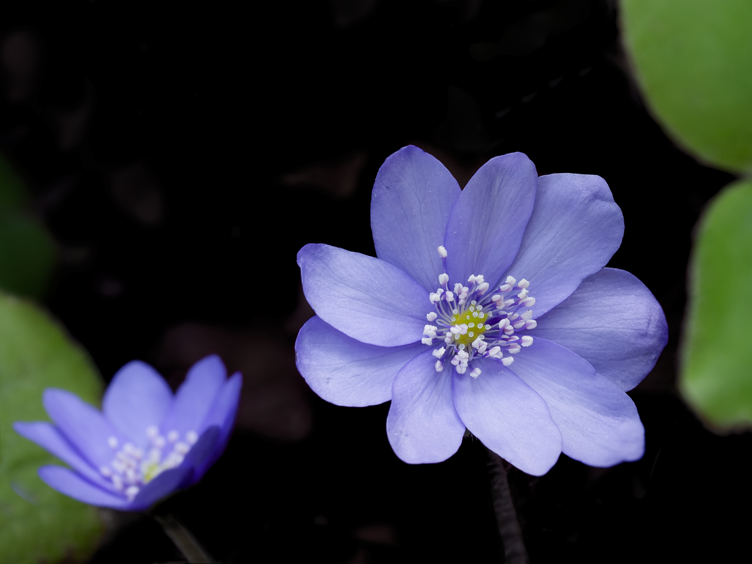 Die hübschen Blauen