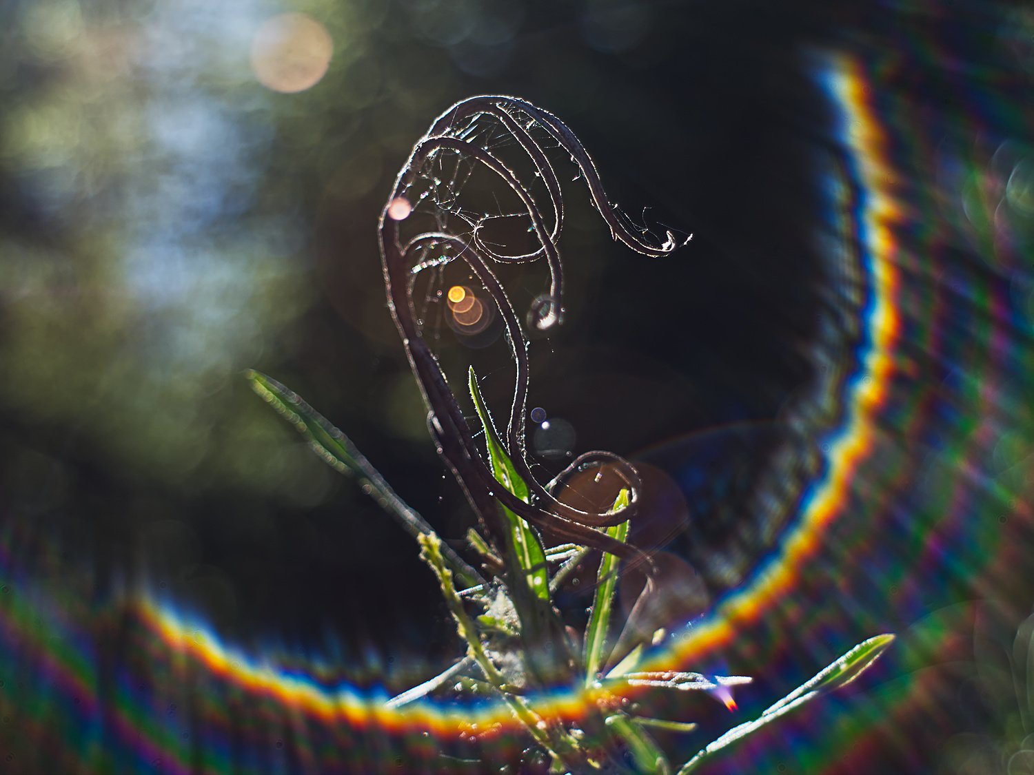 Die Hydra kämpft gegen die Sonne