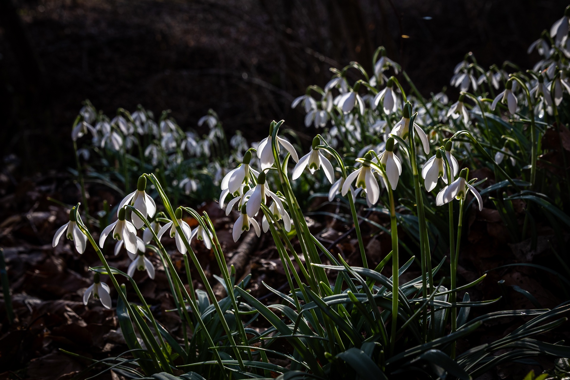 die im Schatten sieht man nicht