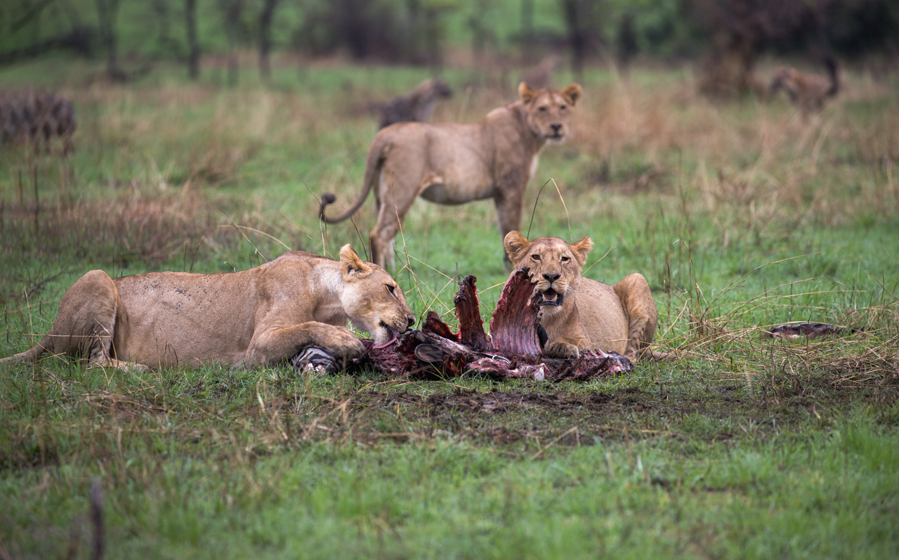 Die Jagd war erfolgreich