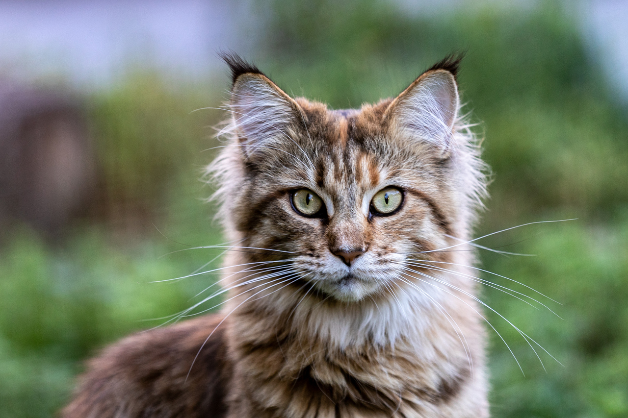 Die Katze der Nachbarin
