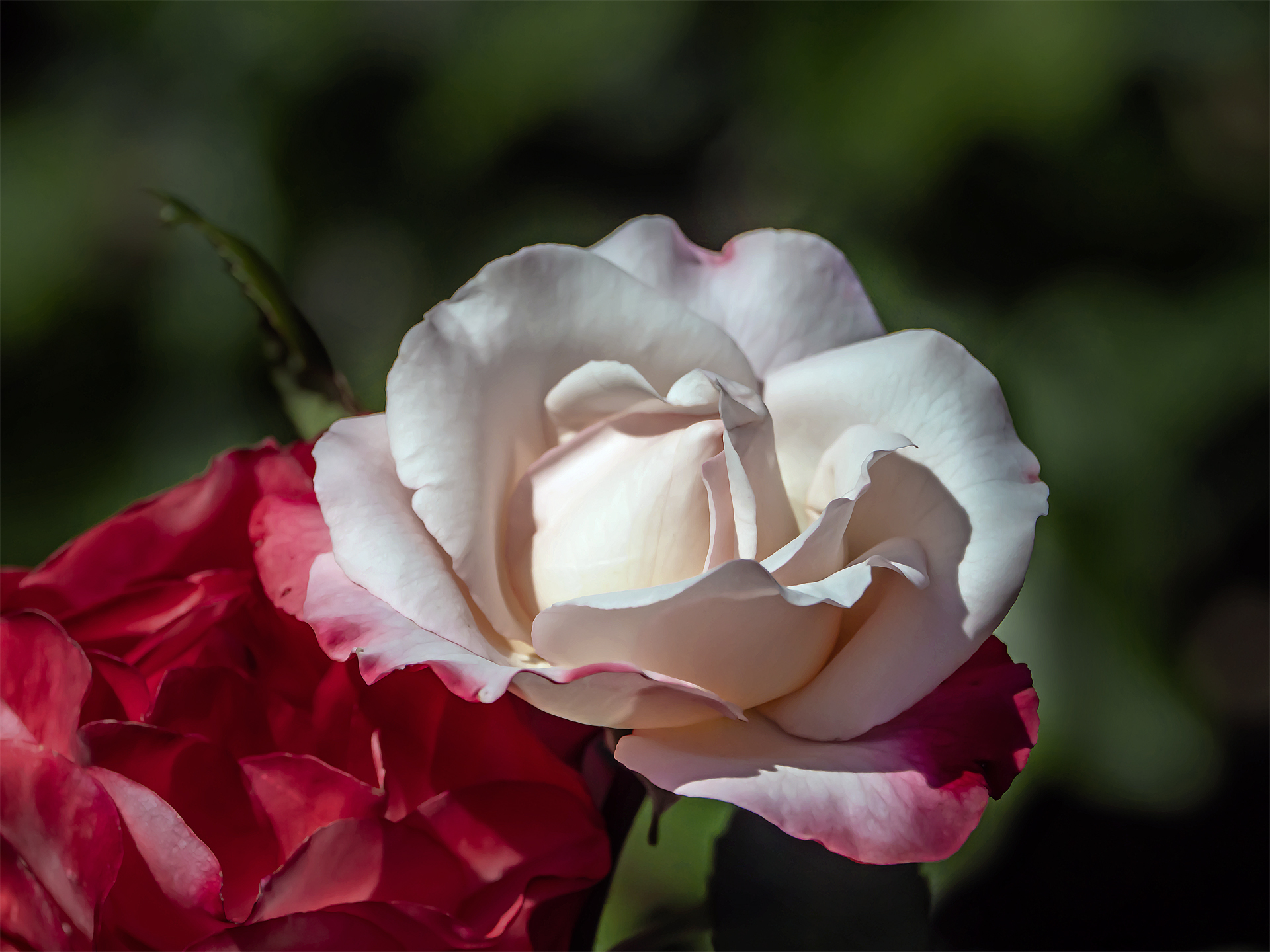 Die Königin der Blumen