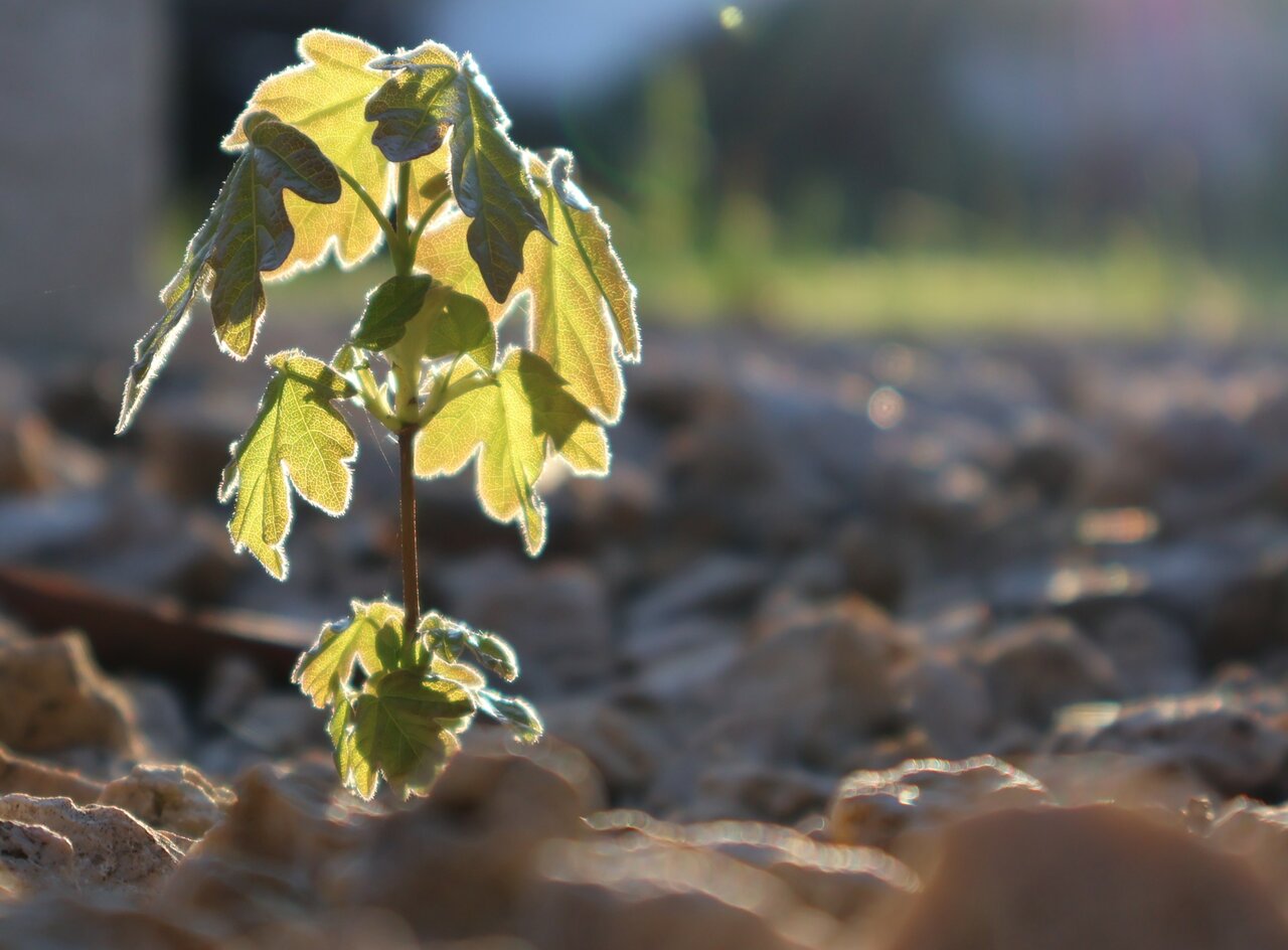 Die Kraft der Natur