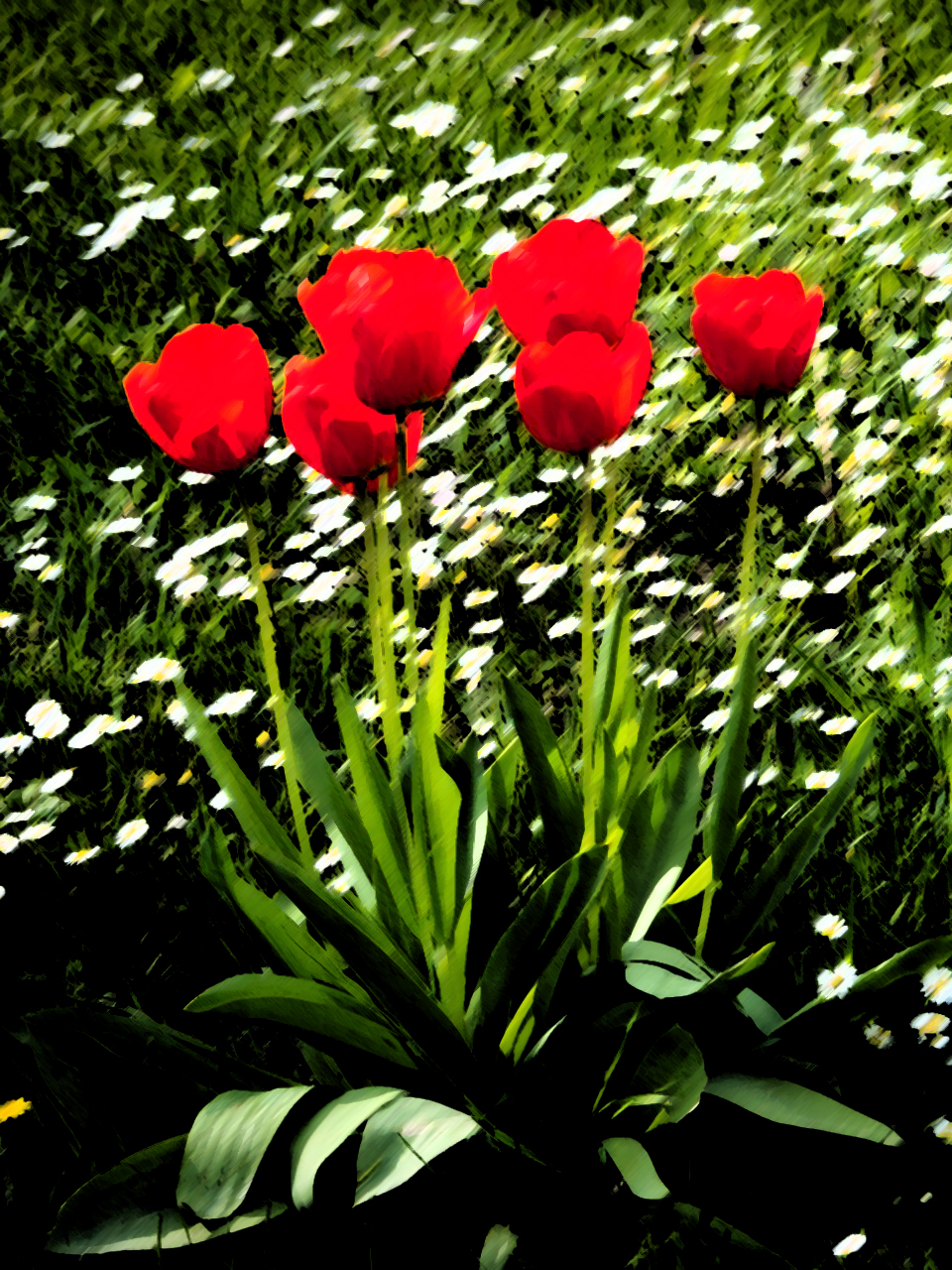Die letzten Tulpen