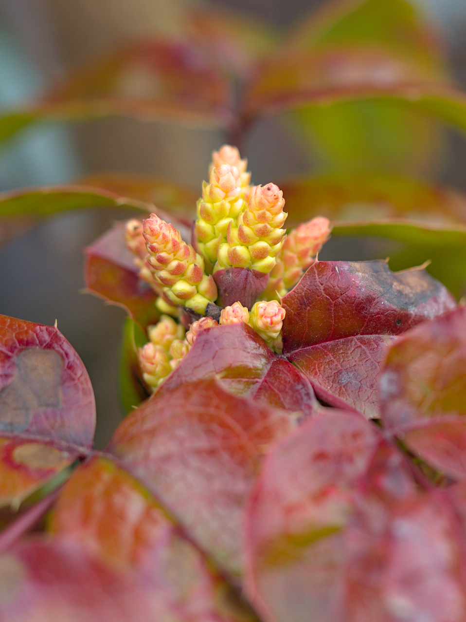 Die Mahonia zeigt auch schon Blütenknospen