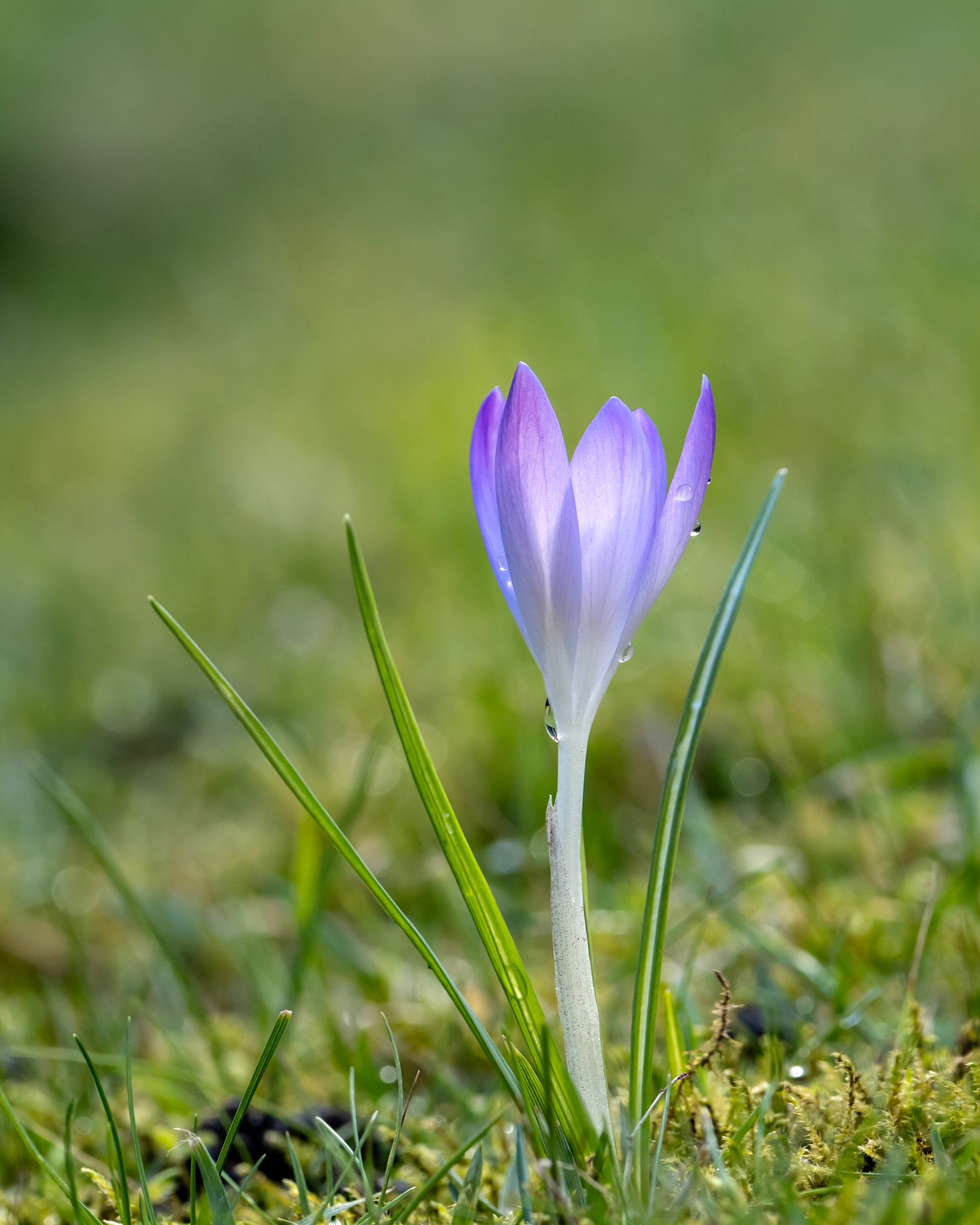 Die Natur erwacht - Fortsetzung