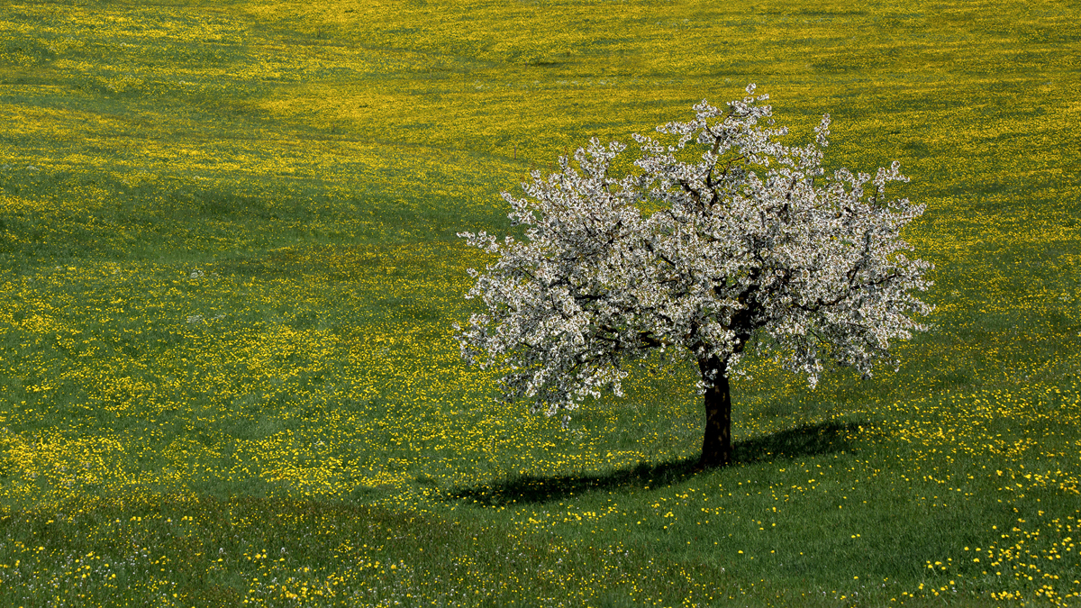 Die Natur im Festkleid