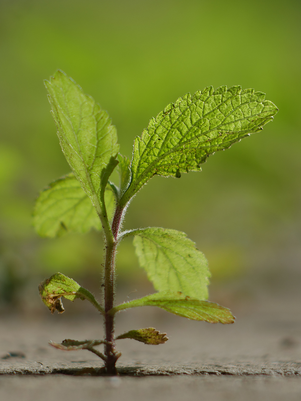 Die Natur siegt (fast) immer