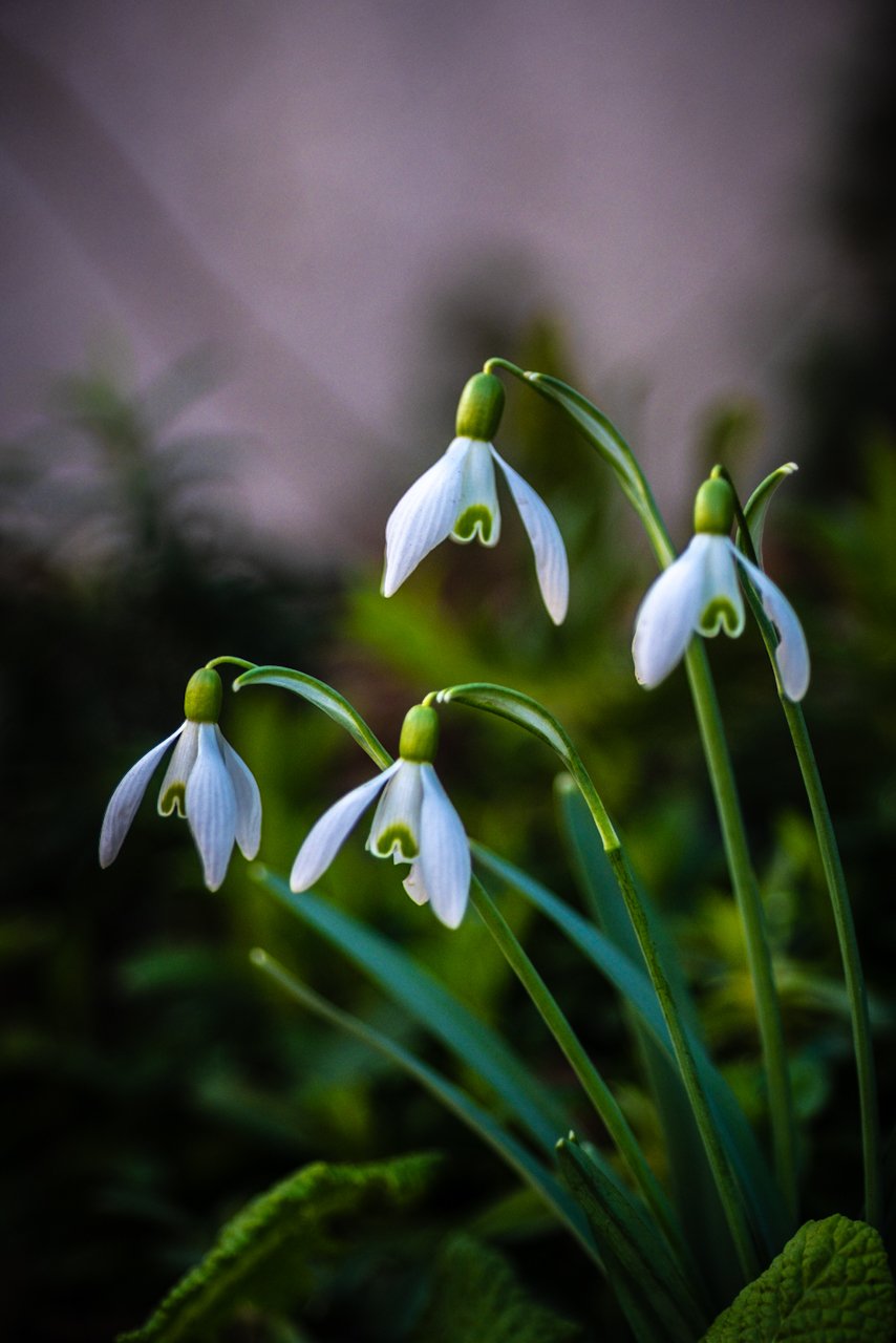 Die obligatorischen Schneeglöckchen
