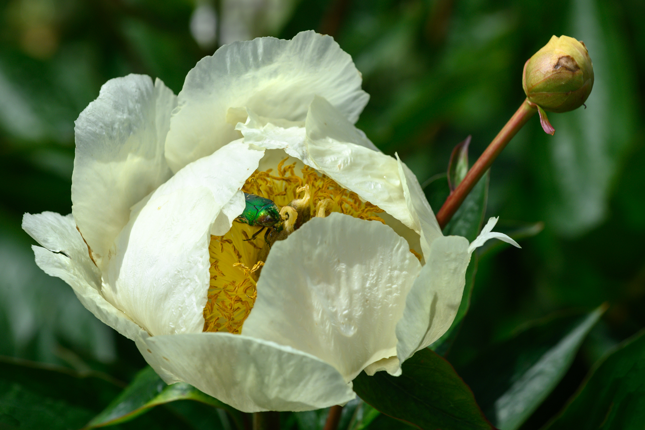 Die Pfingsrose hat Besuch