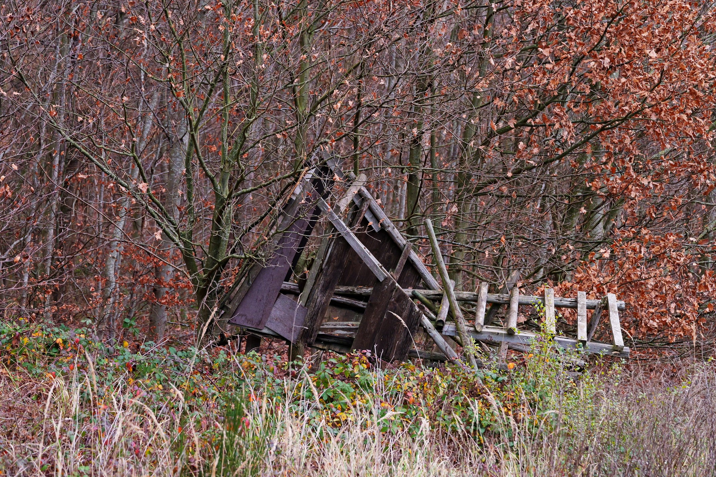 Die Rache der Wildschweine?