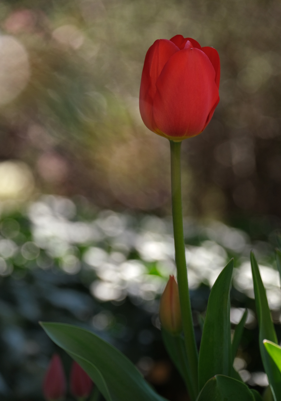 Die rote Tulpe.jpg