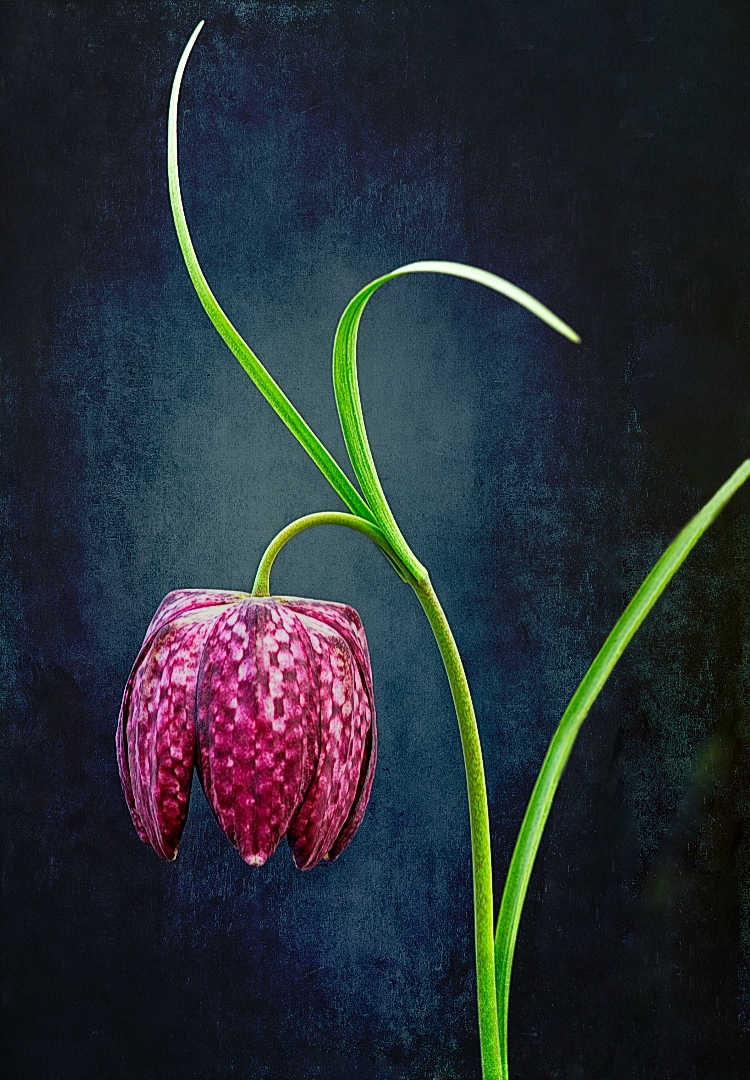 Die Schachblume (Fritillaria meleagris)