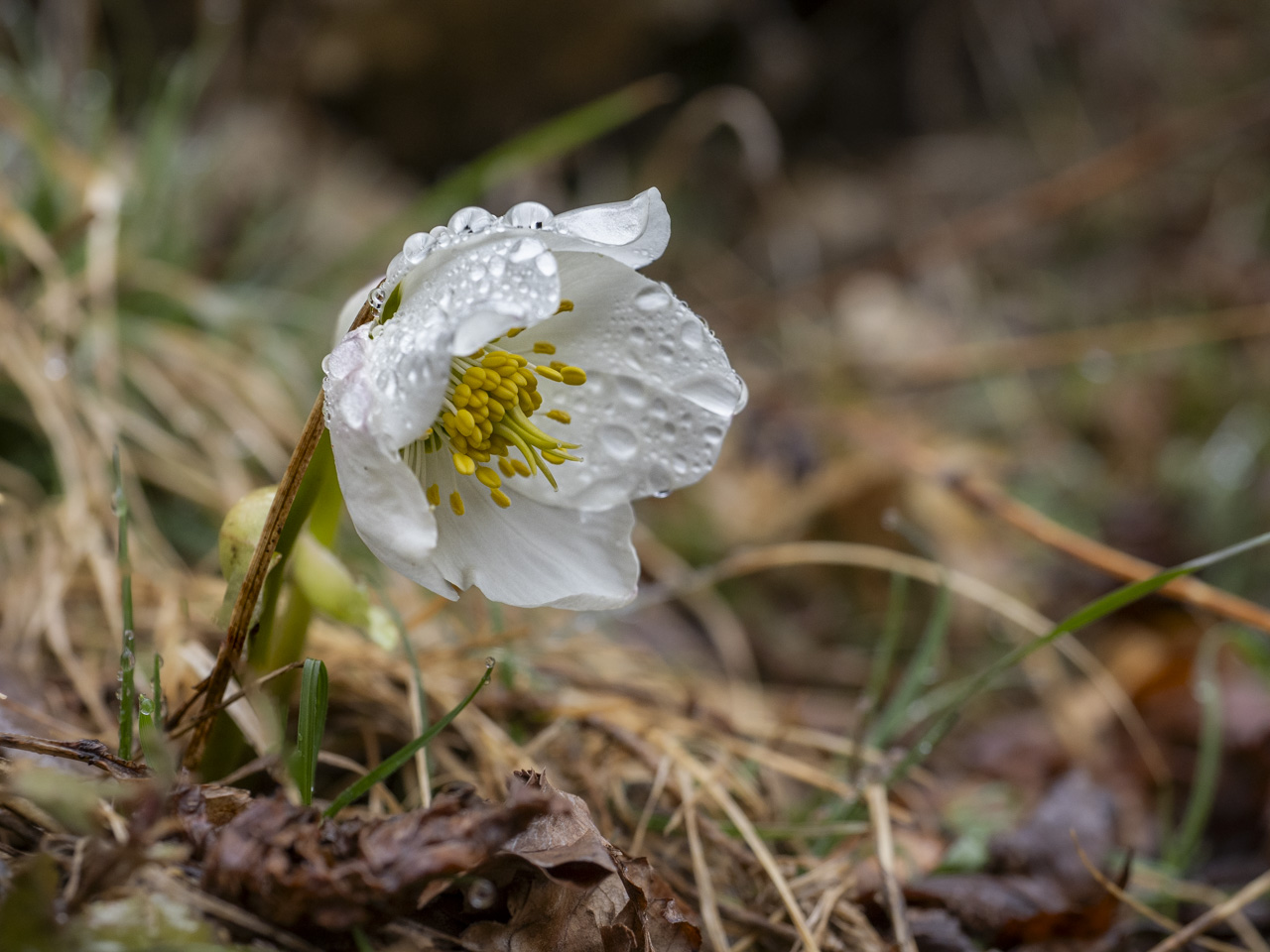 Die Schneerose