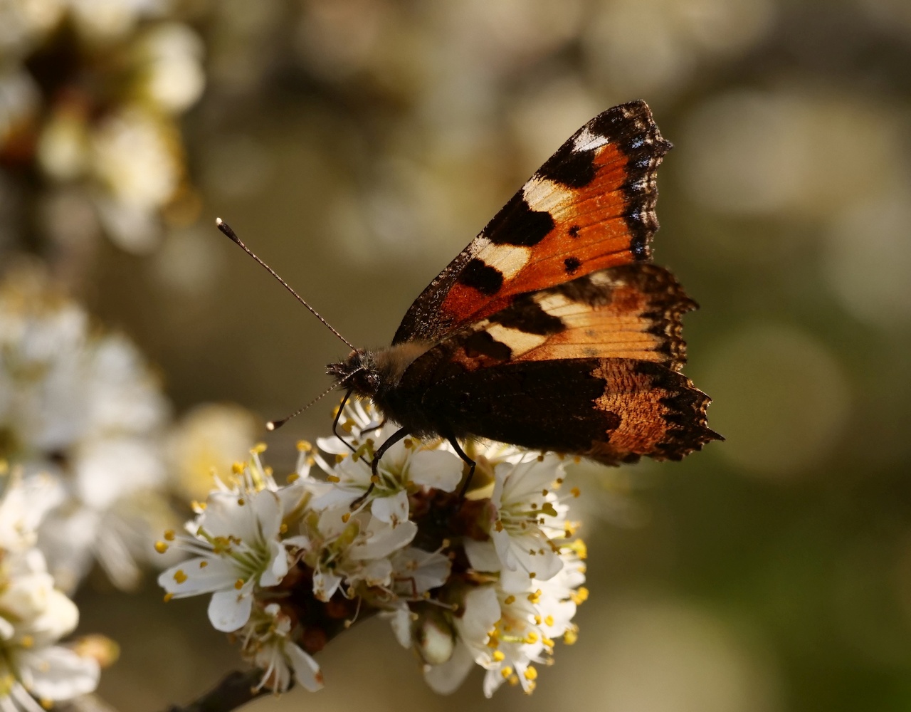 Die Schönheit der Natur III