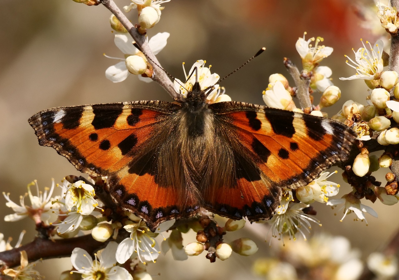 Die Schönheit der Natur IV