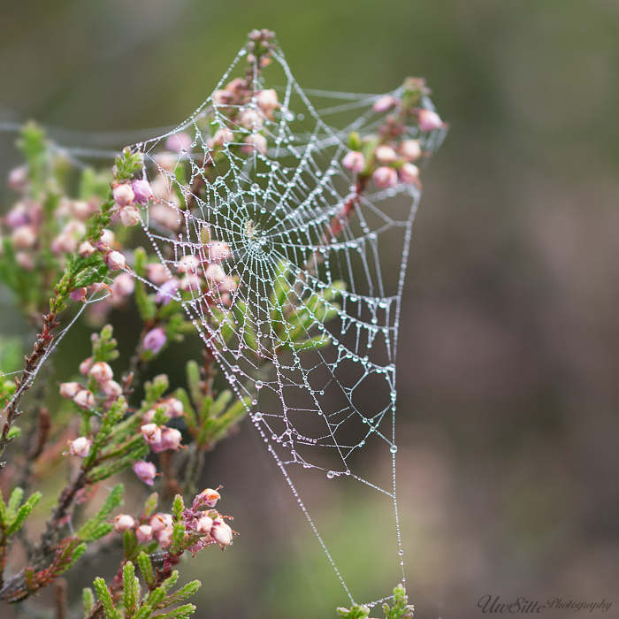 Die Schönheit der Natur