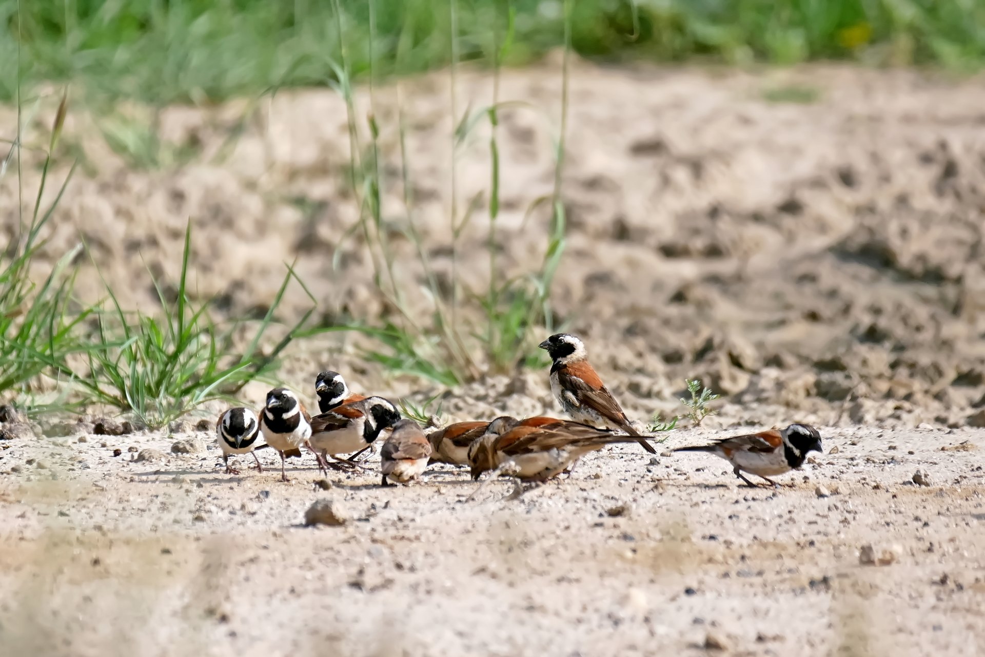 Die Spatzen pfeifen es vom Boden ;)