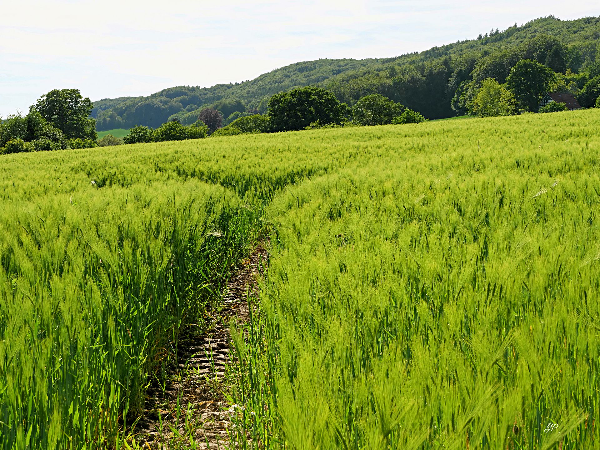 Die Spur führt ins Wiehengebirge