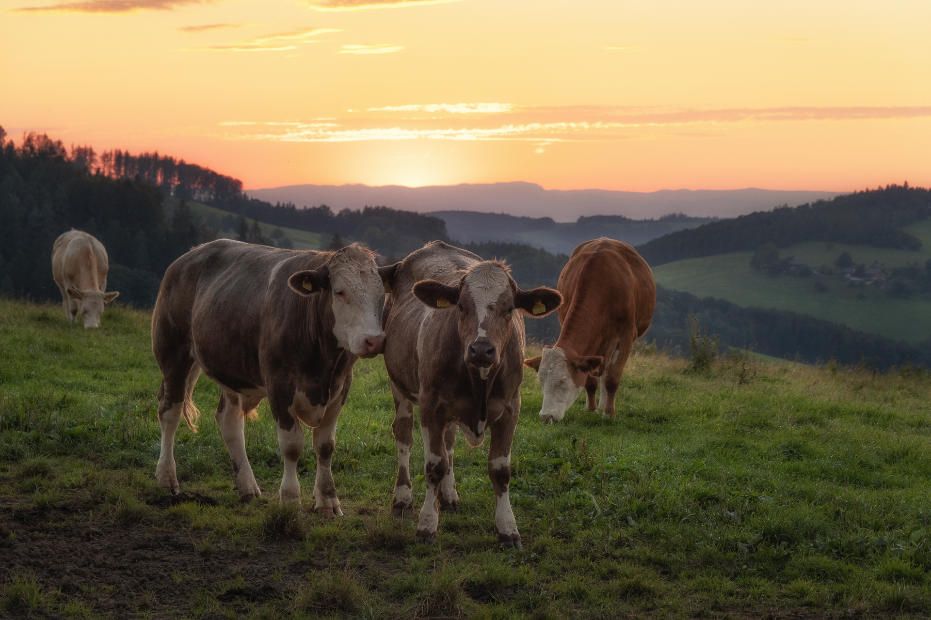 die vier Muske(l)tiere