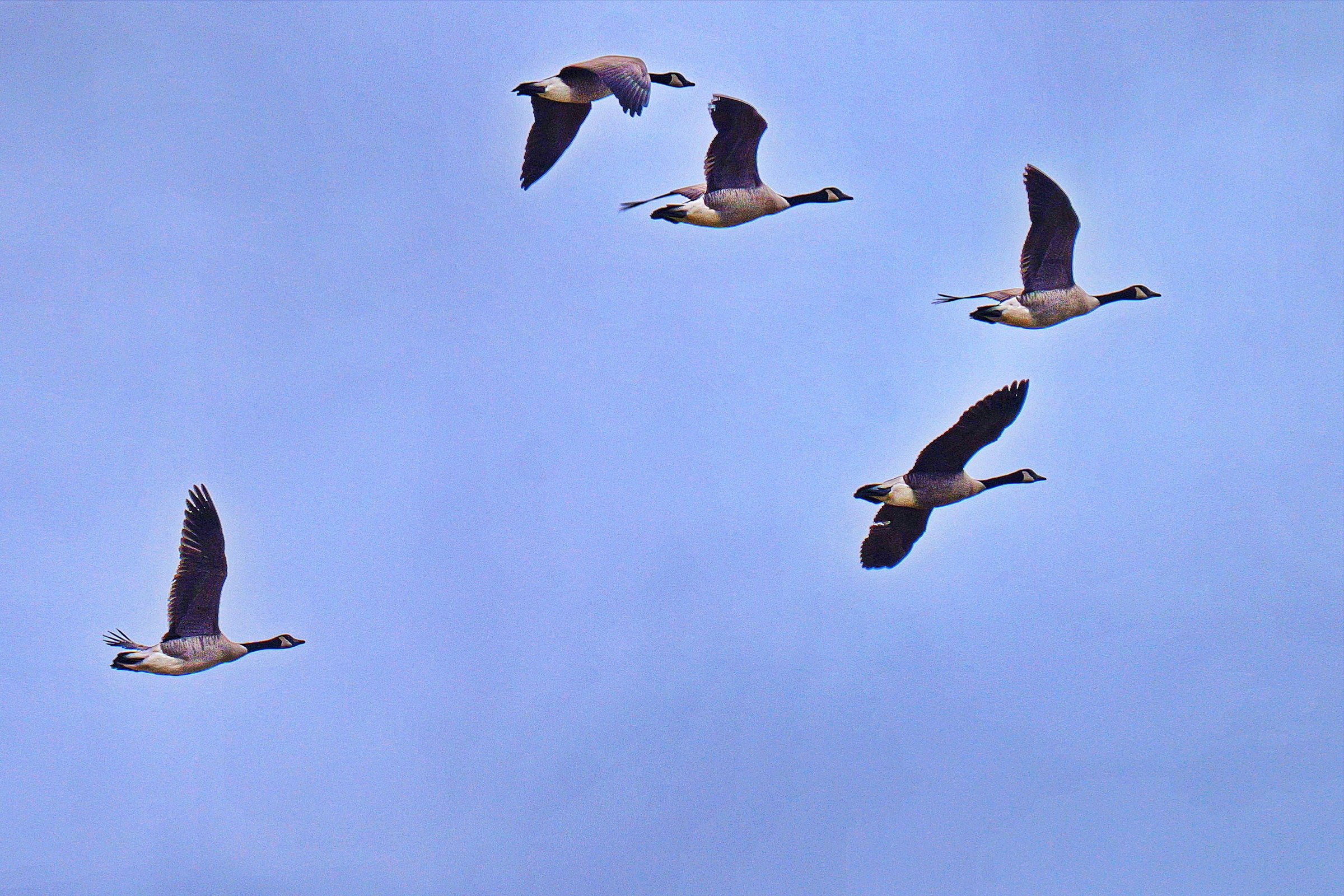 Die Vorhut in Richtung Norden.