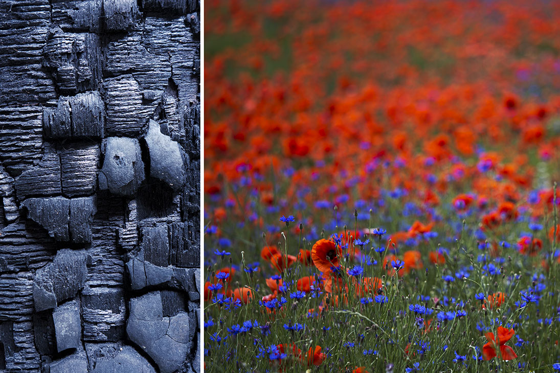 diptychon verkohltes holz-mohn.jpg