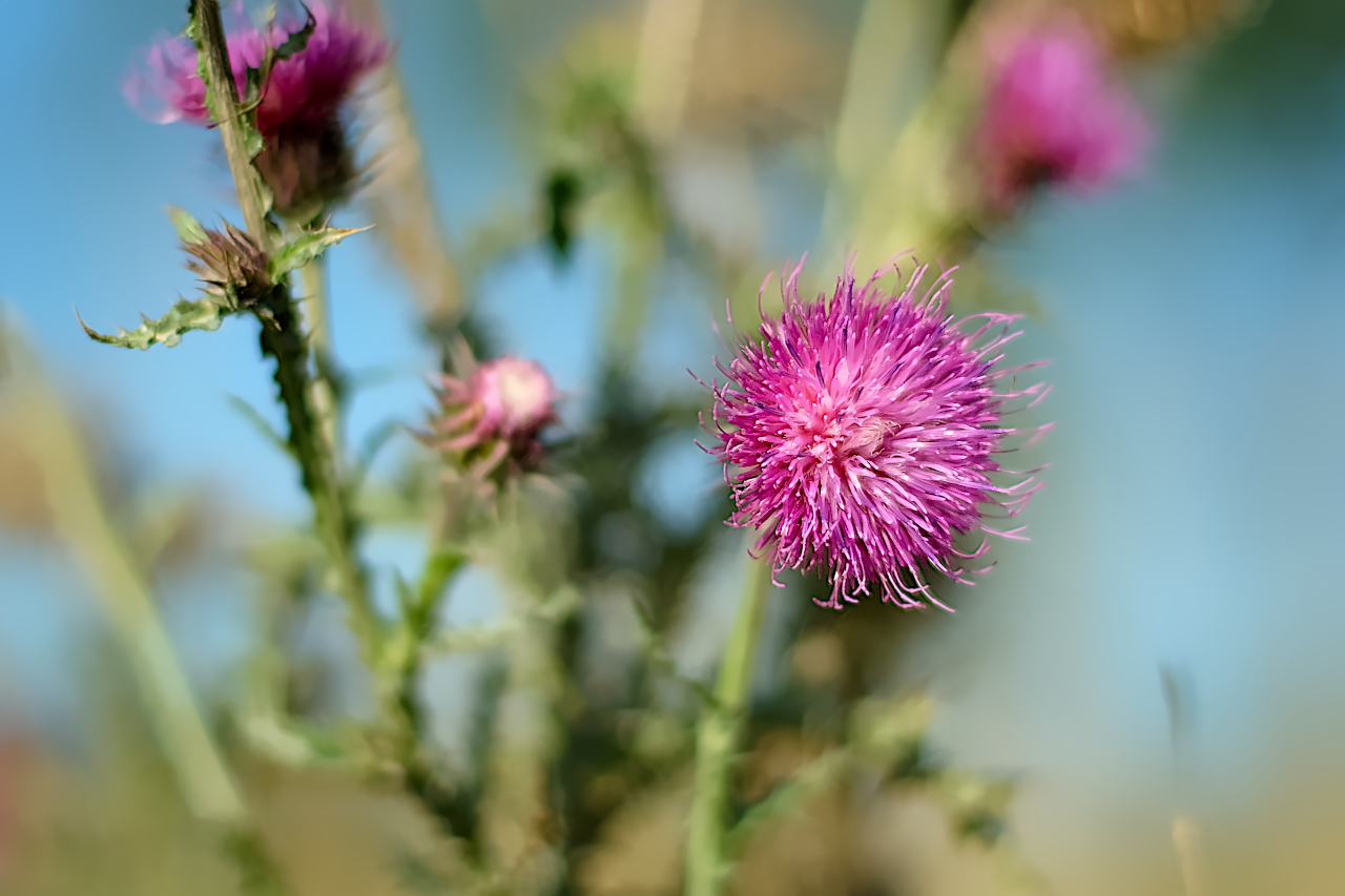 Distel