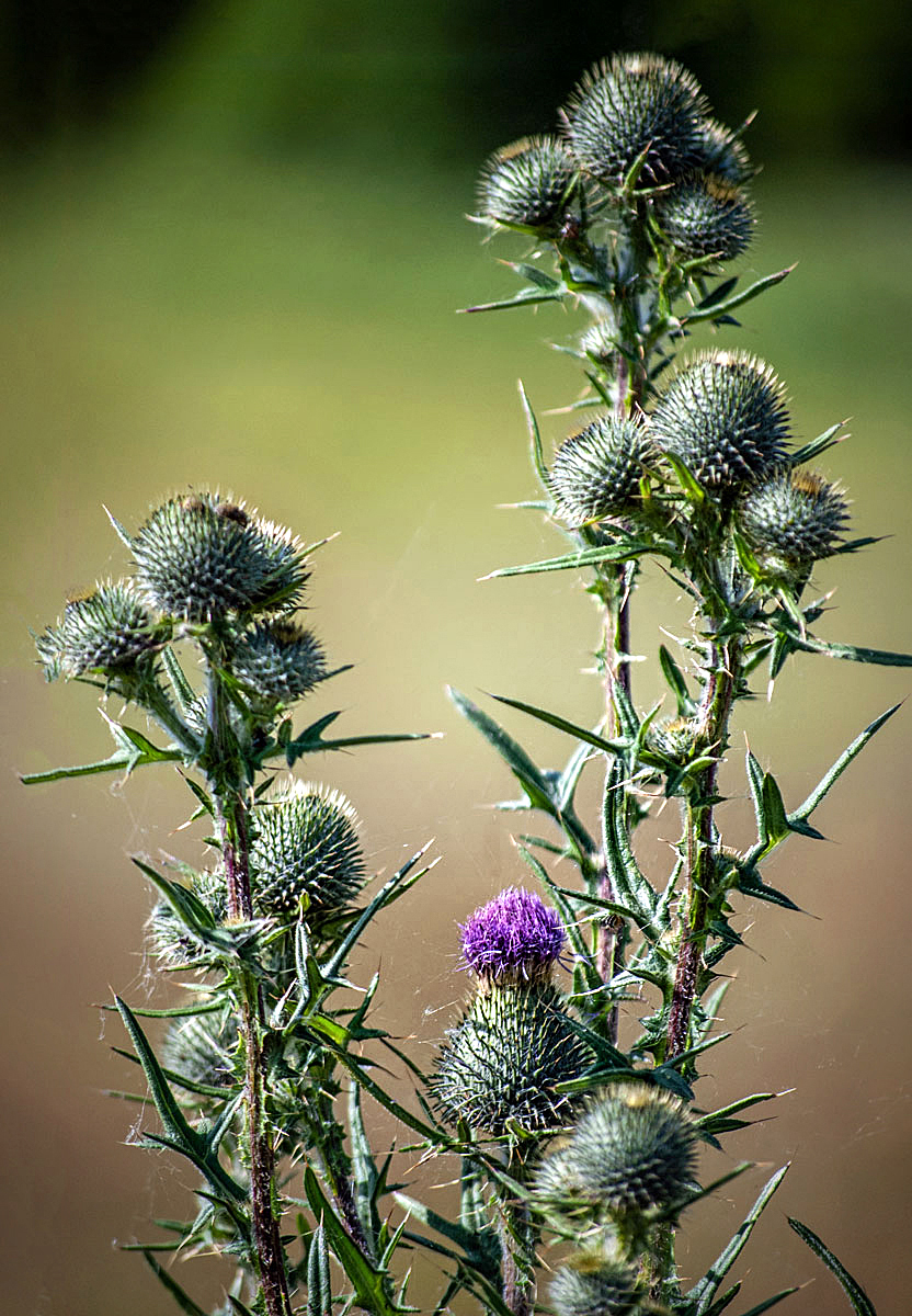 Distel