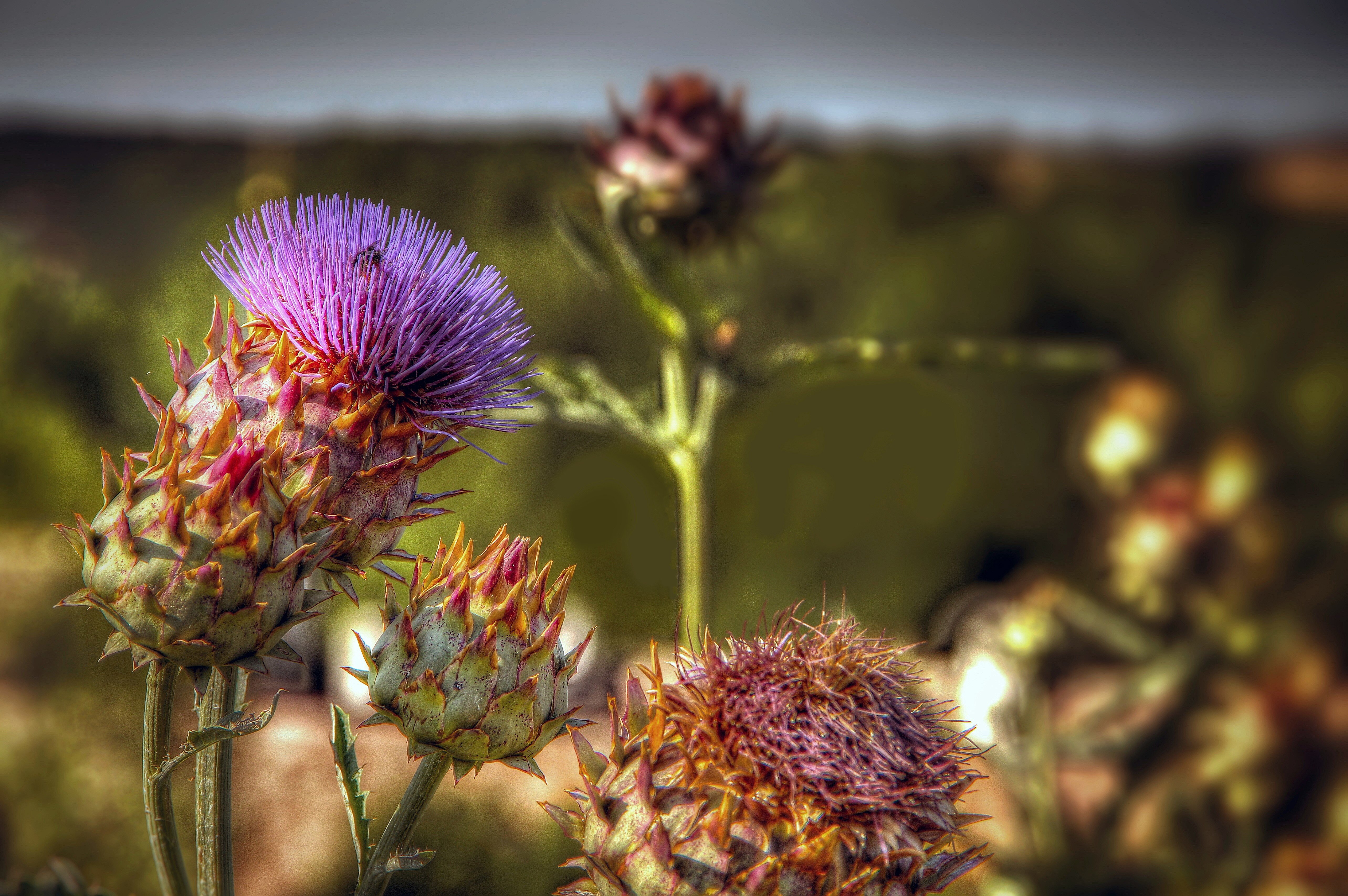 Distel