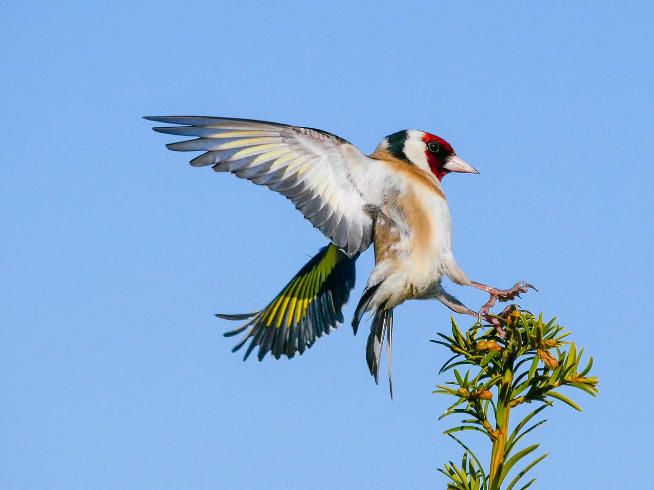 Distelfink im Landeanflug