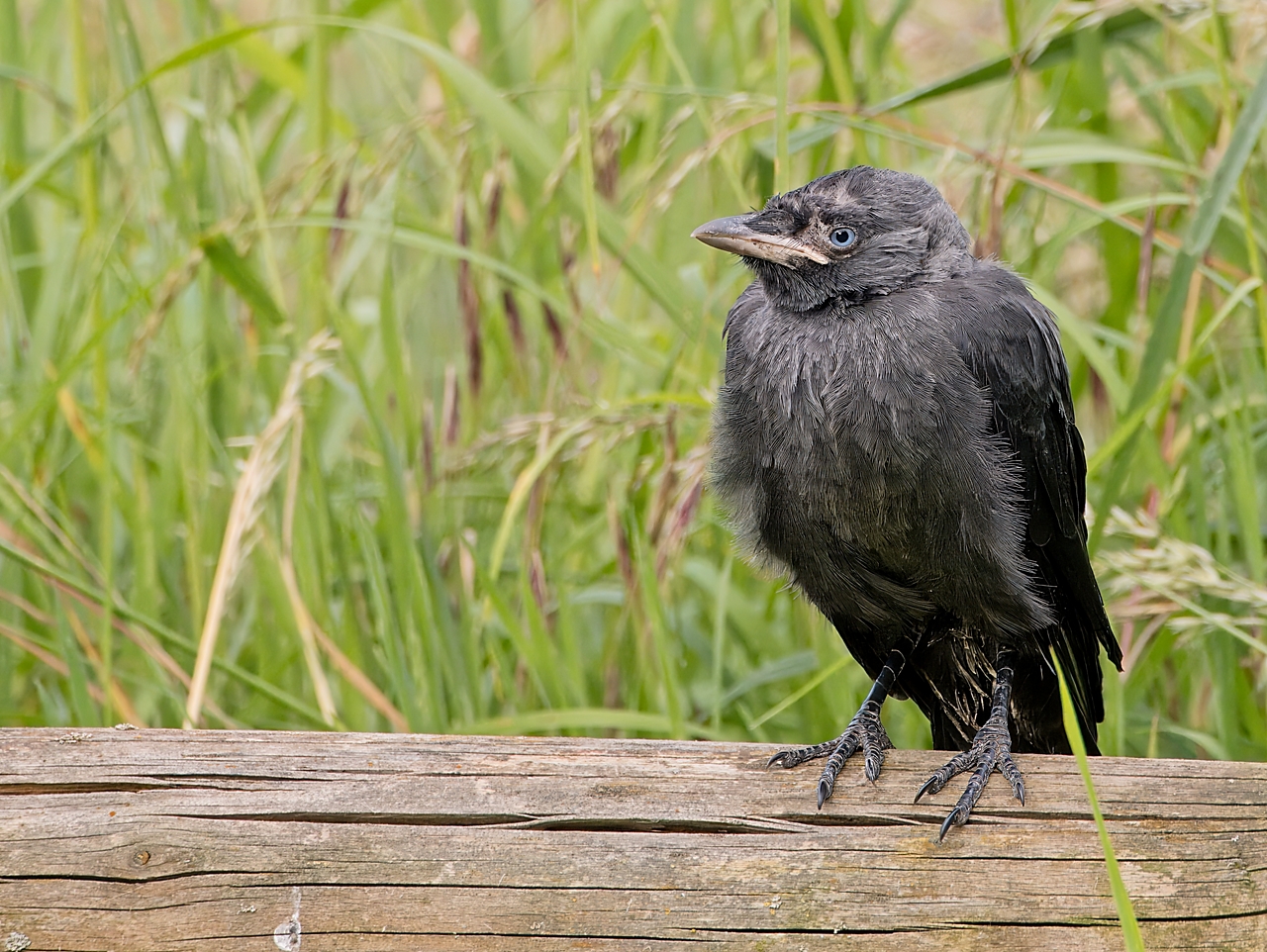 Dohle (Jungvogel)