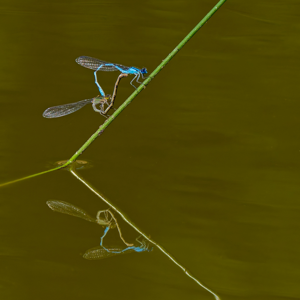 doppelt gemoppelt