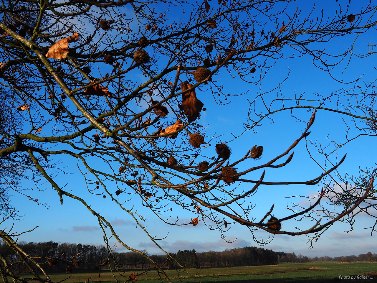 Dorfbuche Februar_02