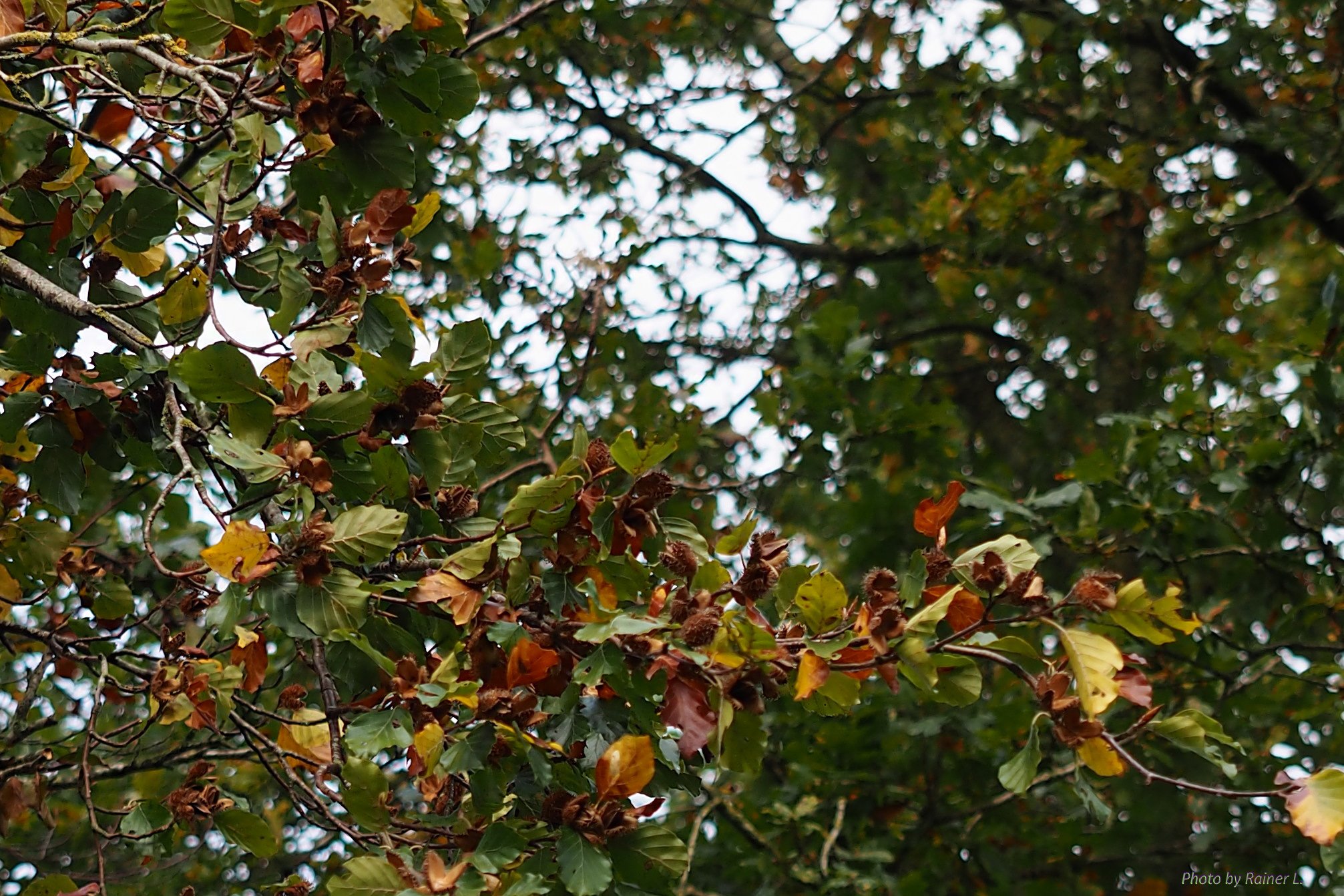 Dorfbuche im Oktober_1